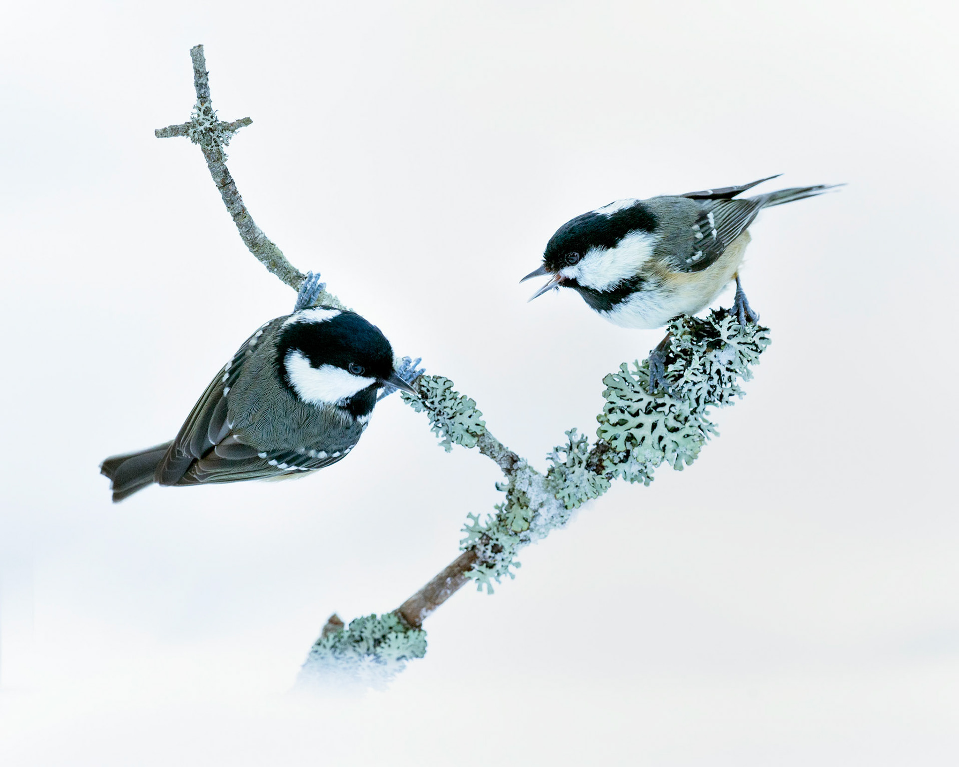 Coal Tit (Periparus ater)