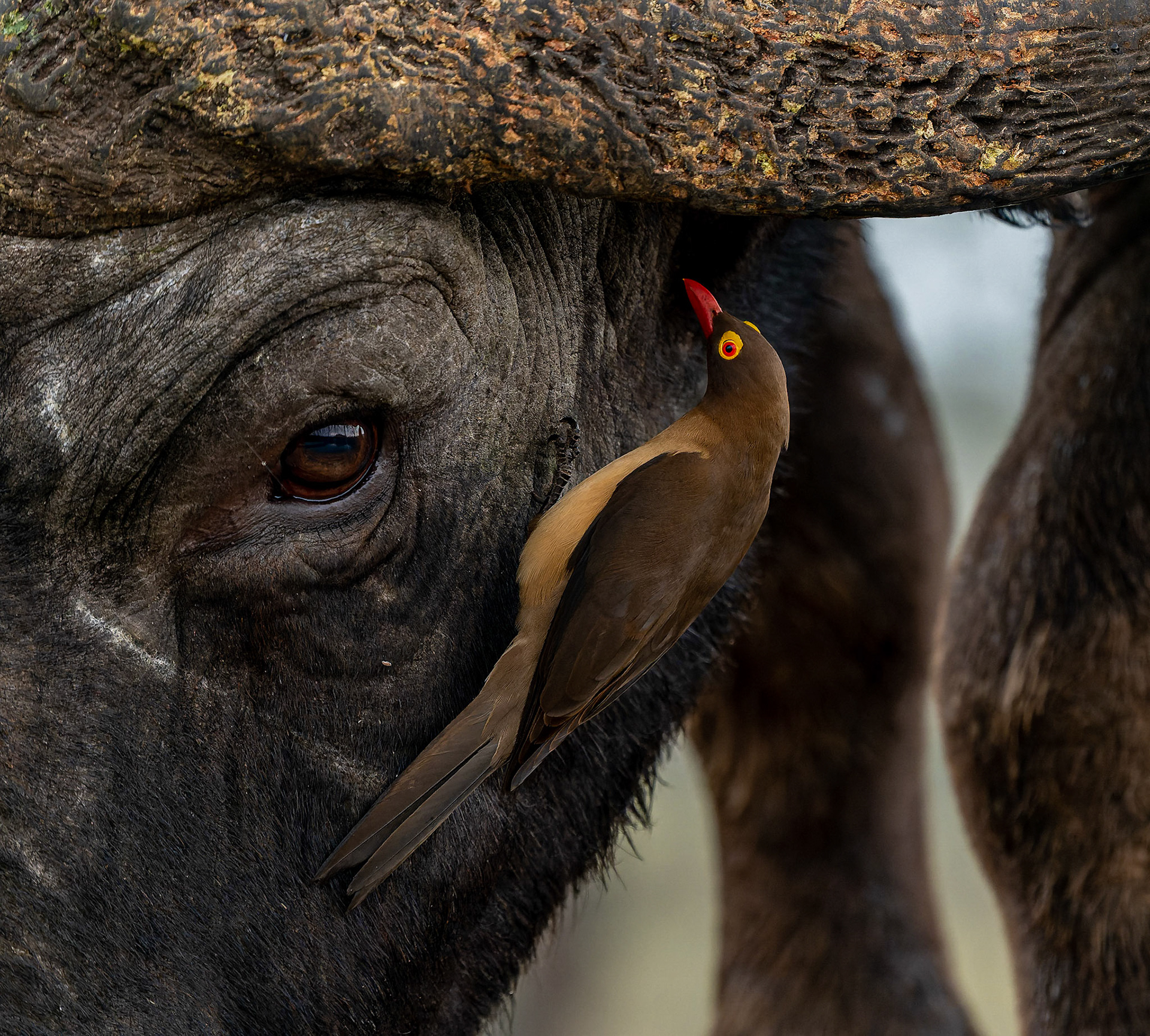 Red-billed Oxpecker on Cape Buffalo