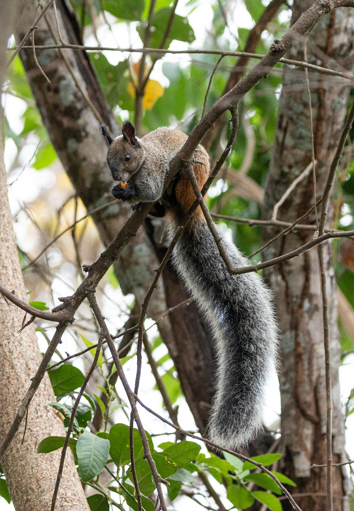 Guayaquil Squirrel