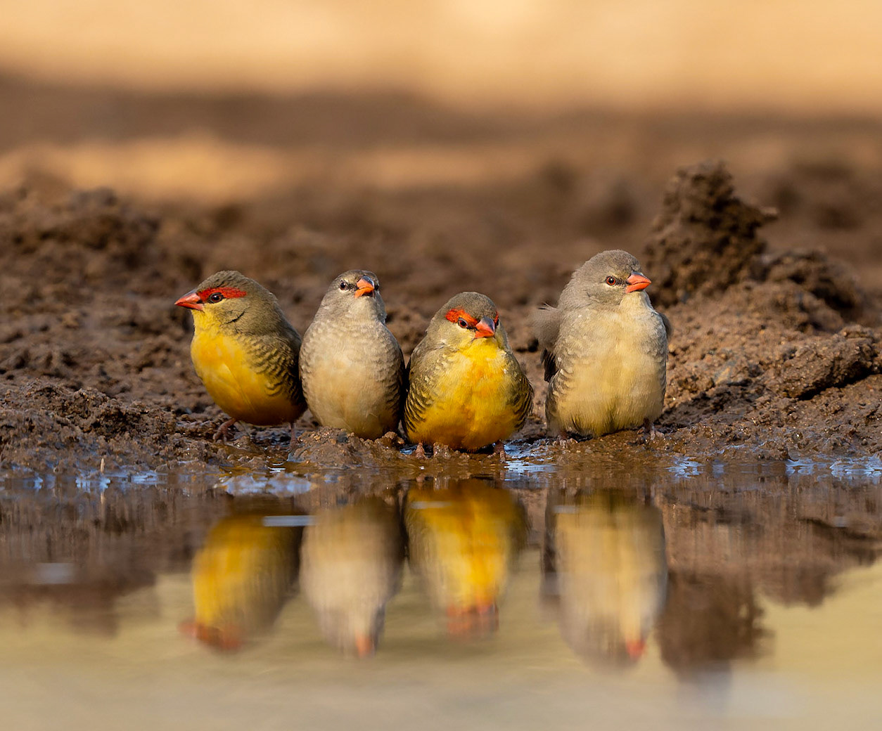 Two female, two males- Orange-breasted Waxbills