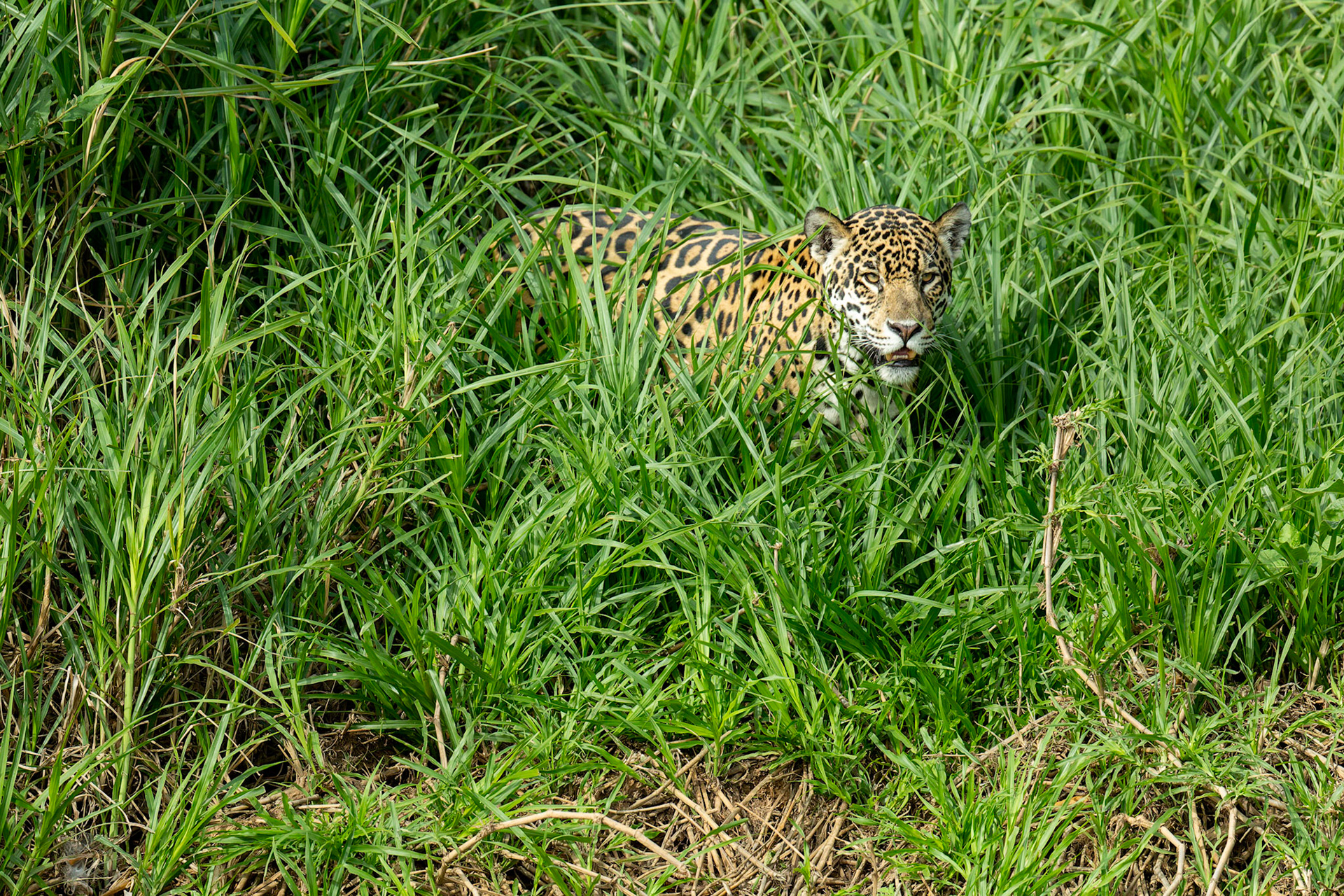 Jaguar (Panthera onca)