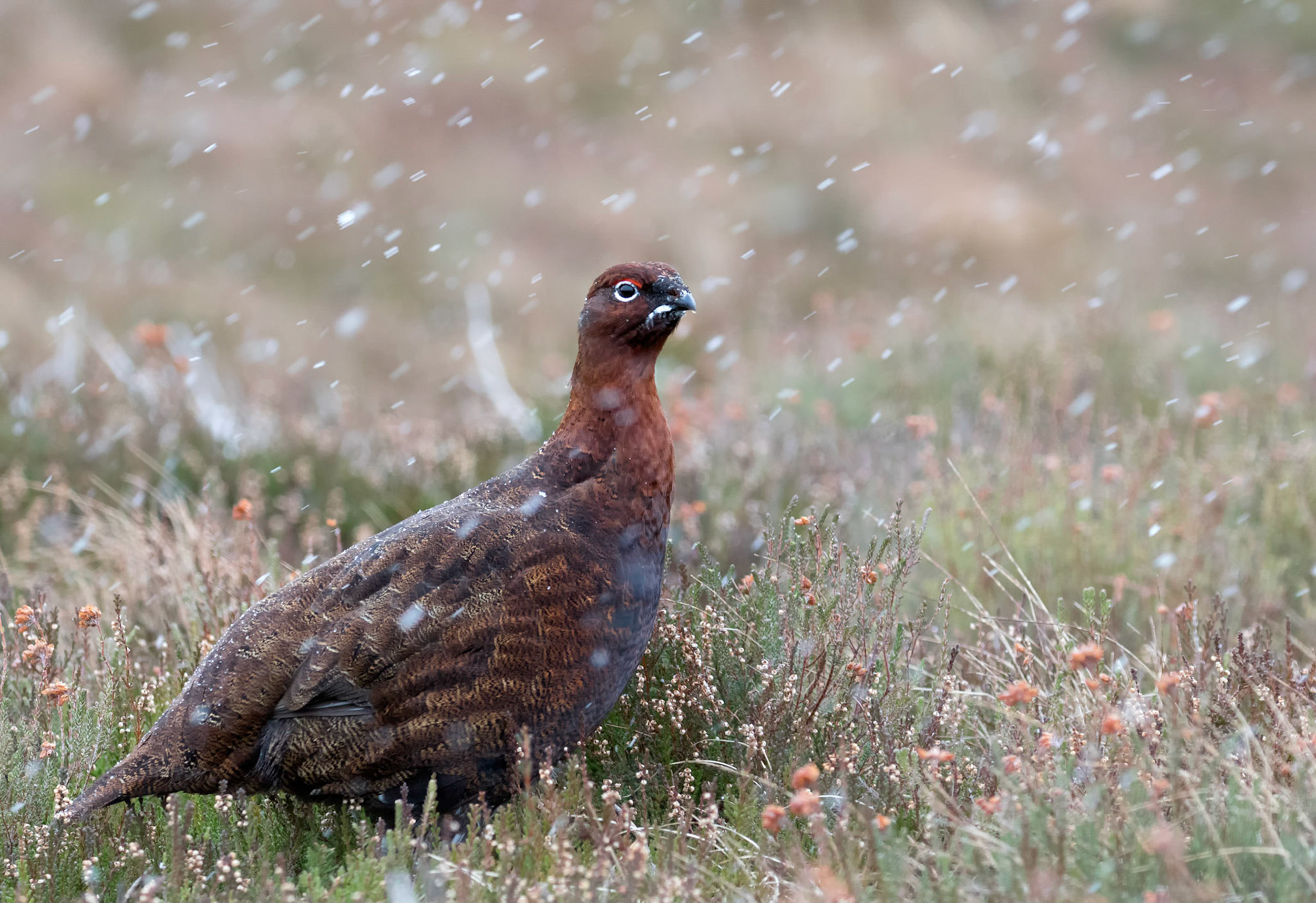 Red Grouse with falling snow