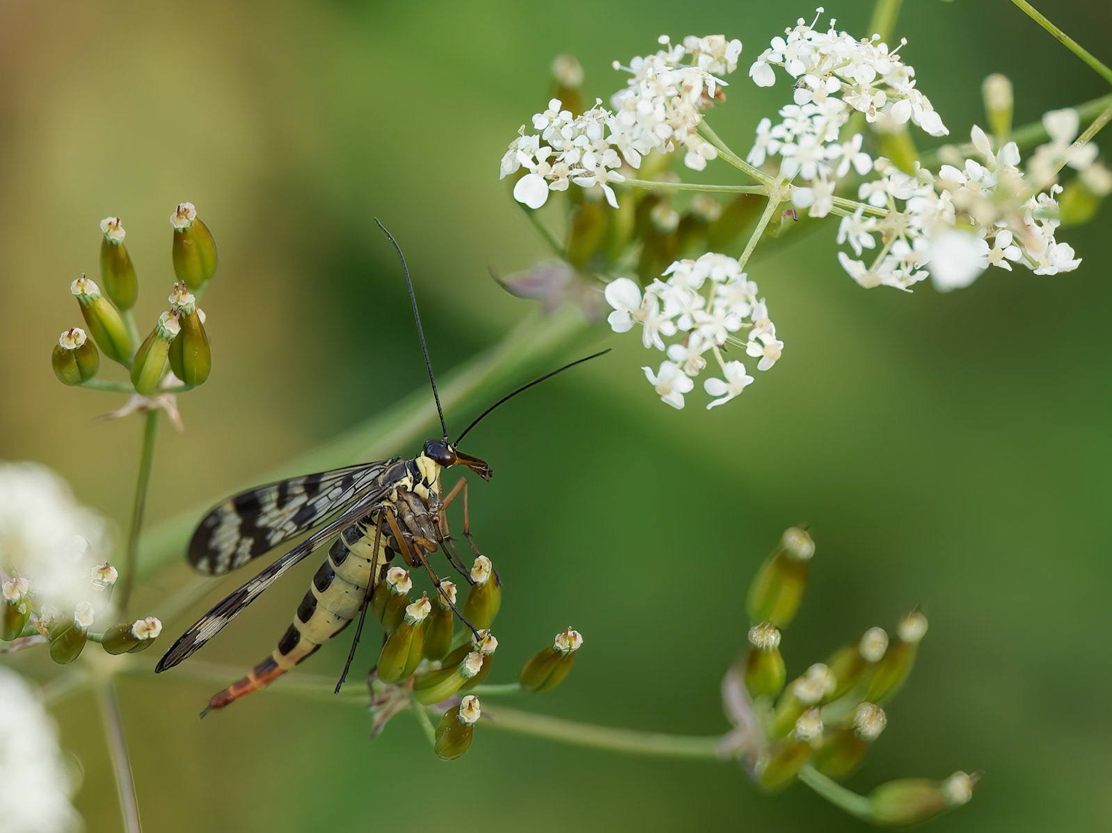 Scorpion Fly