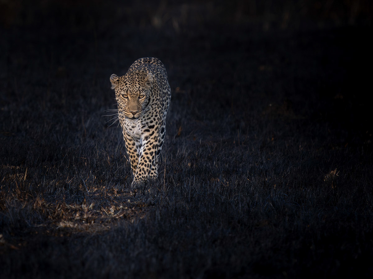 Leopard on burnt soil