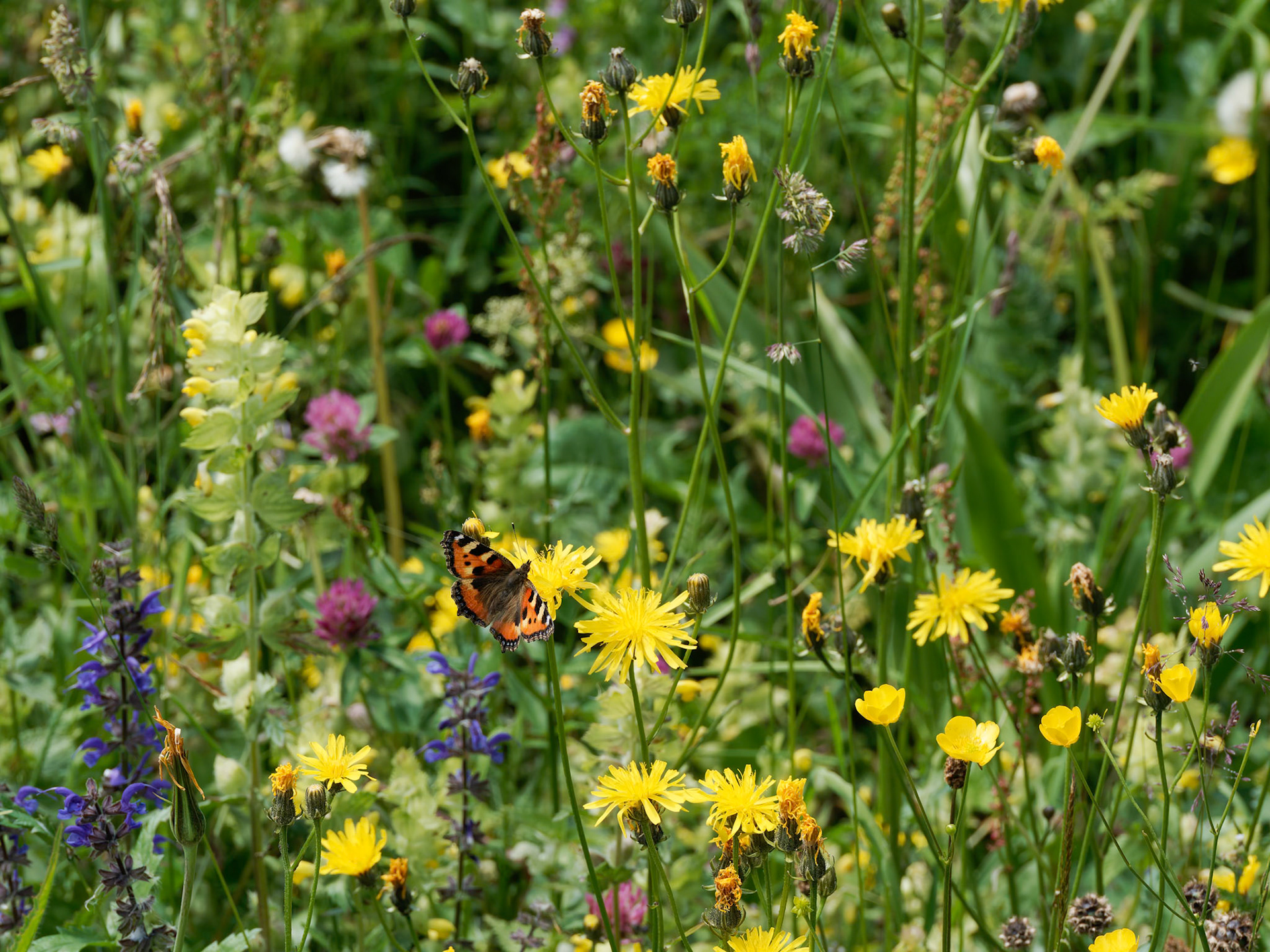 Small Tortoiseshell