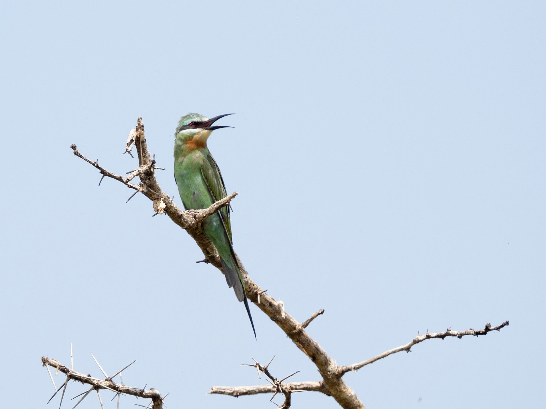 Blue Cheeked Bee Eater