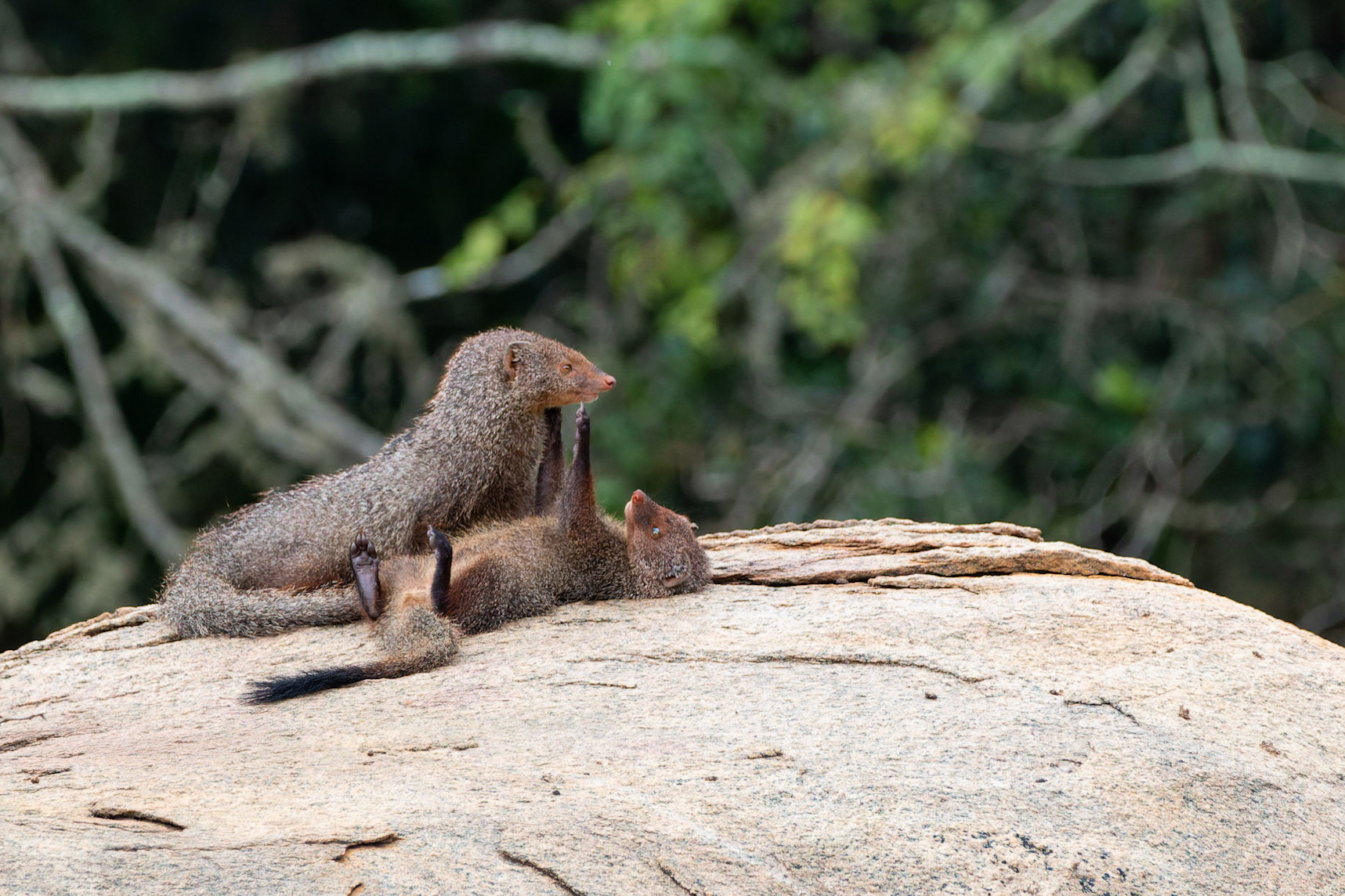 Ruddy Mongoose (Urva smithii)