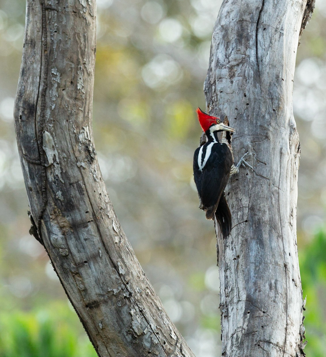 Crimson Crested Woodpecker