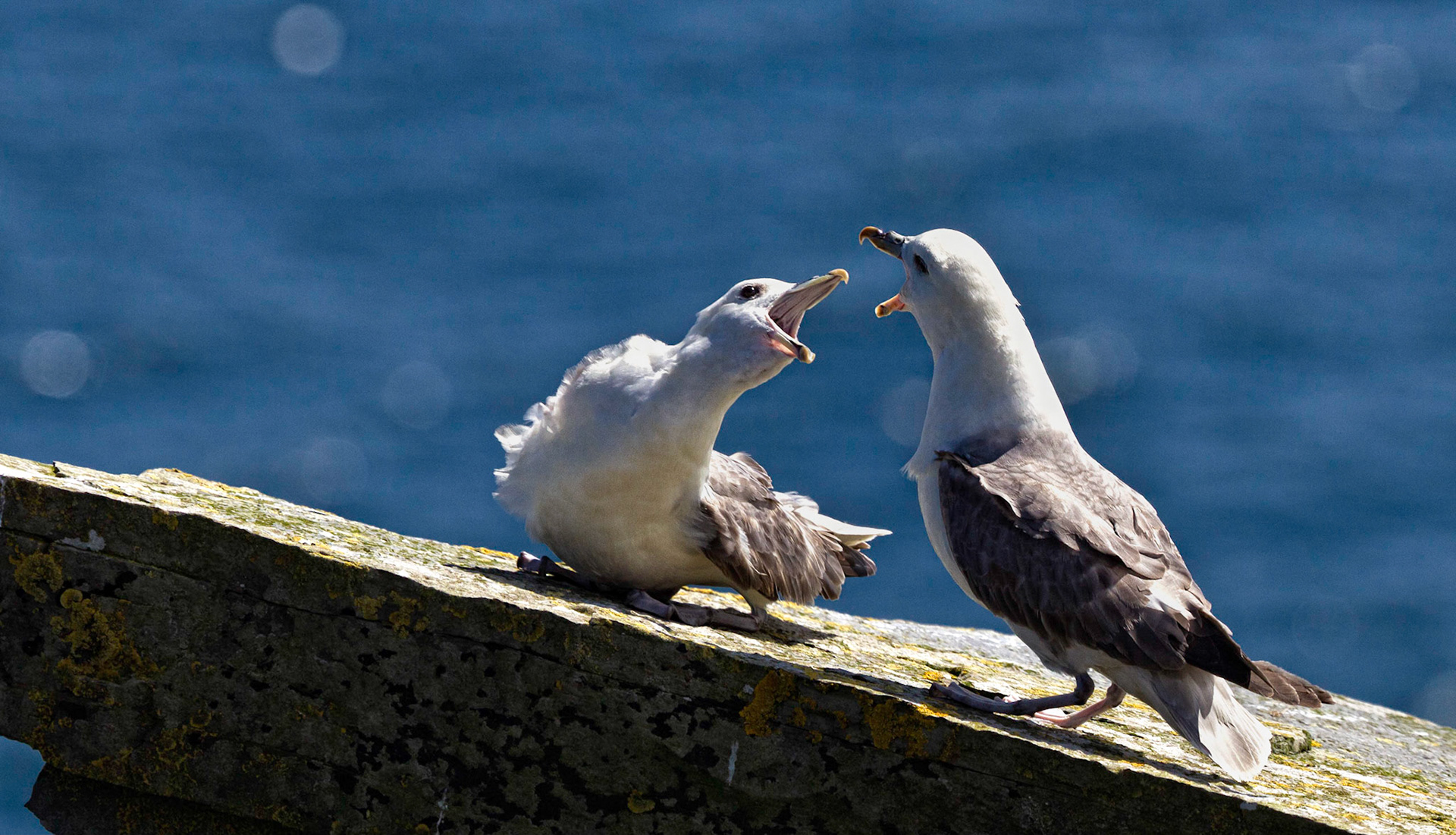 Fulmars