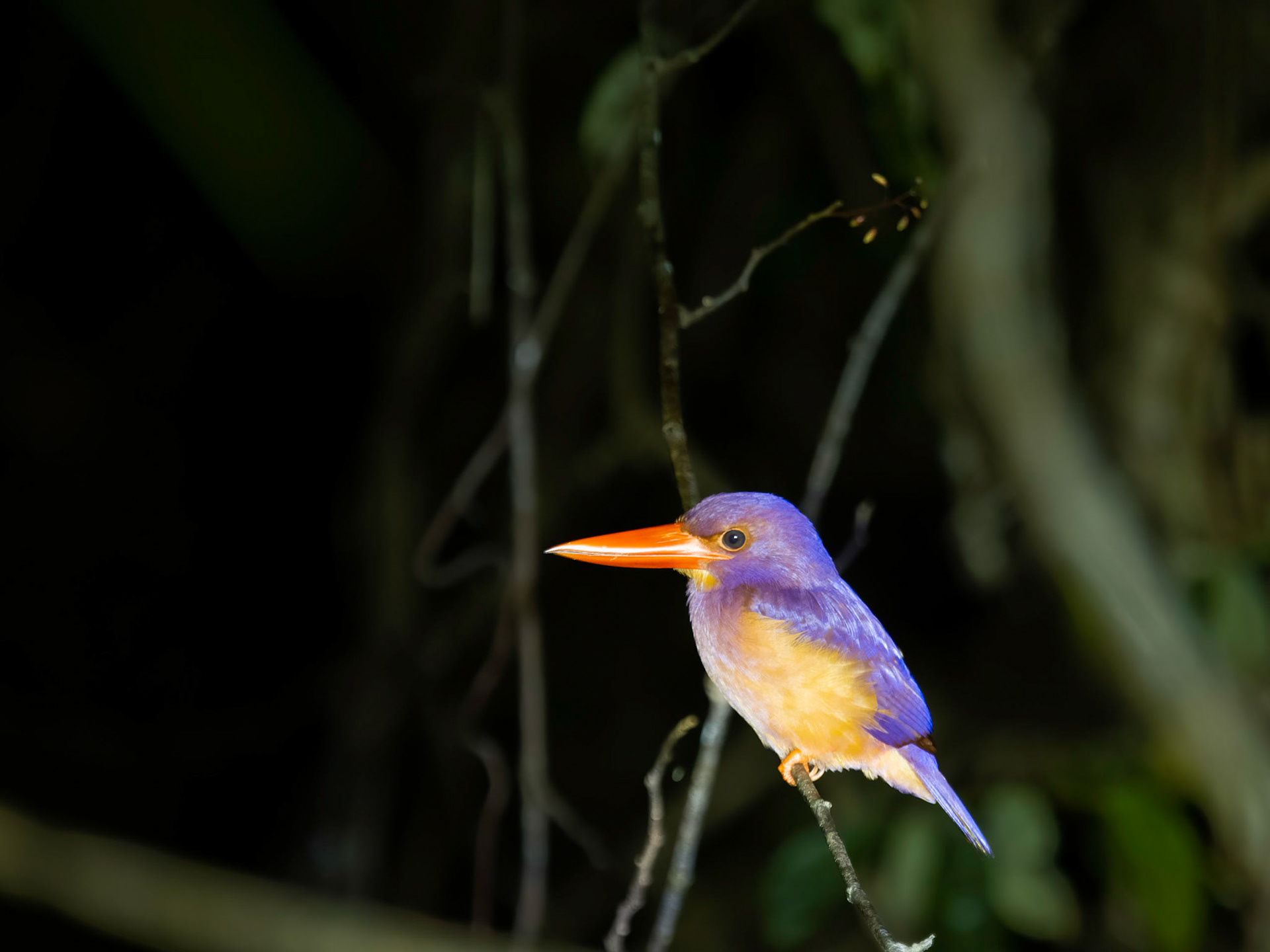 Ruddy Kingfisher