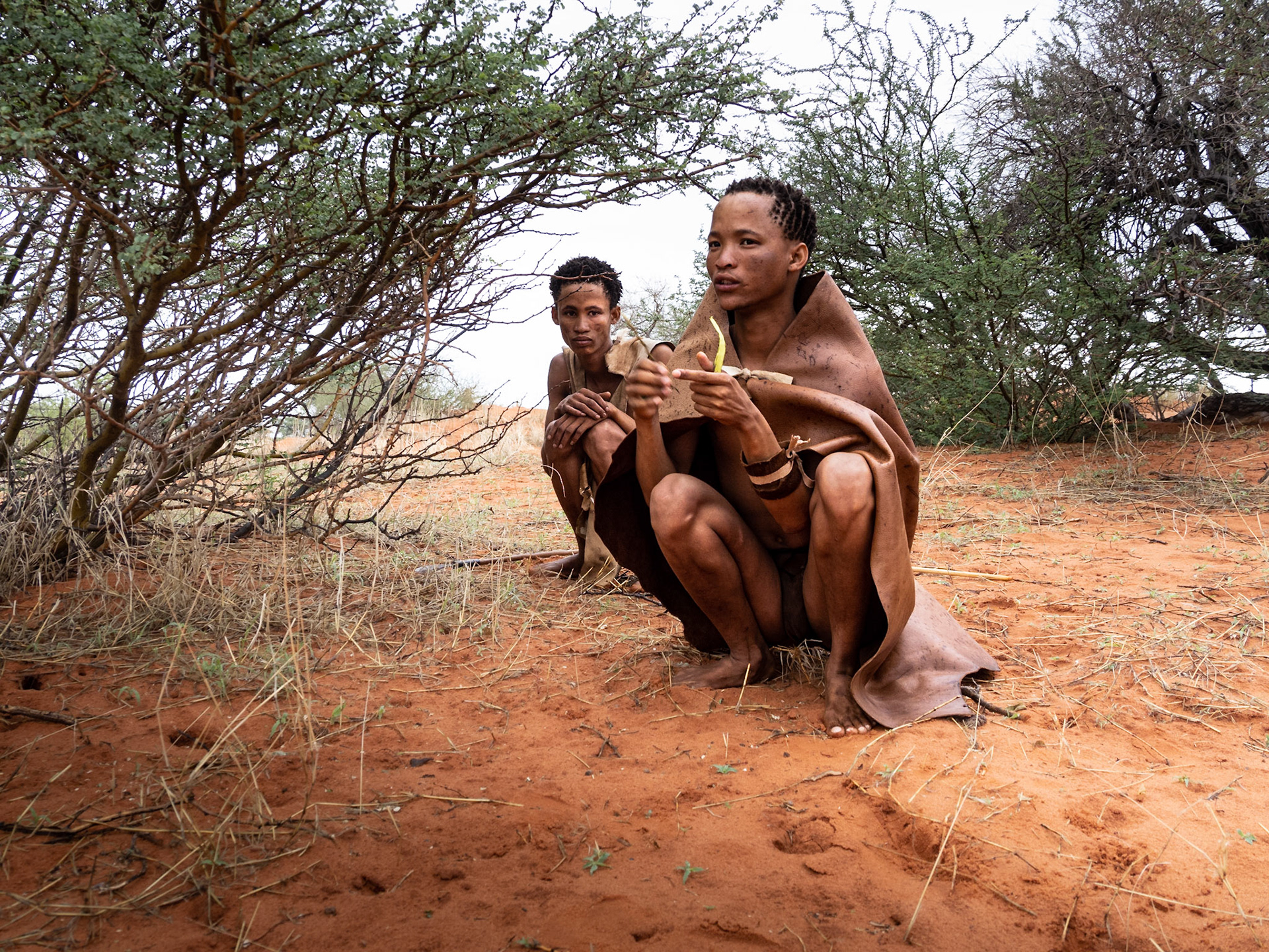Bushmen explaining about uses of the Blackthorn Bush