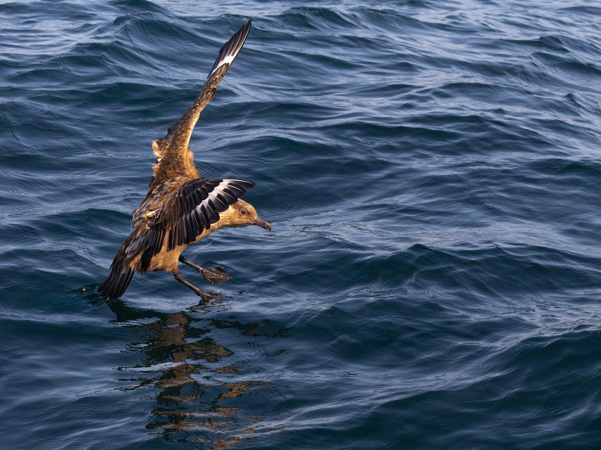 Great Skua aka Bonxie