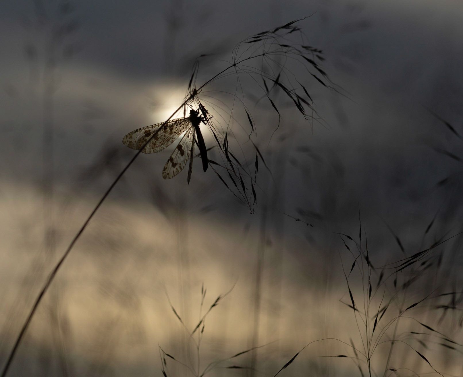 Winged Adult Antlion at sunset