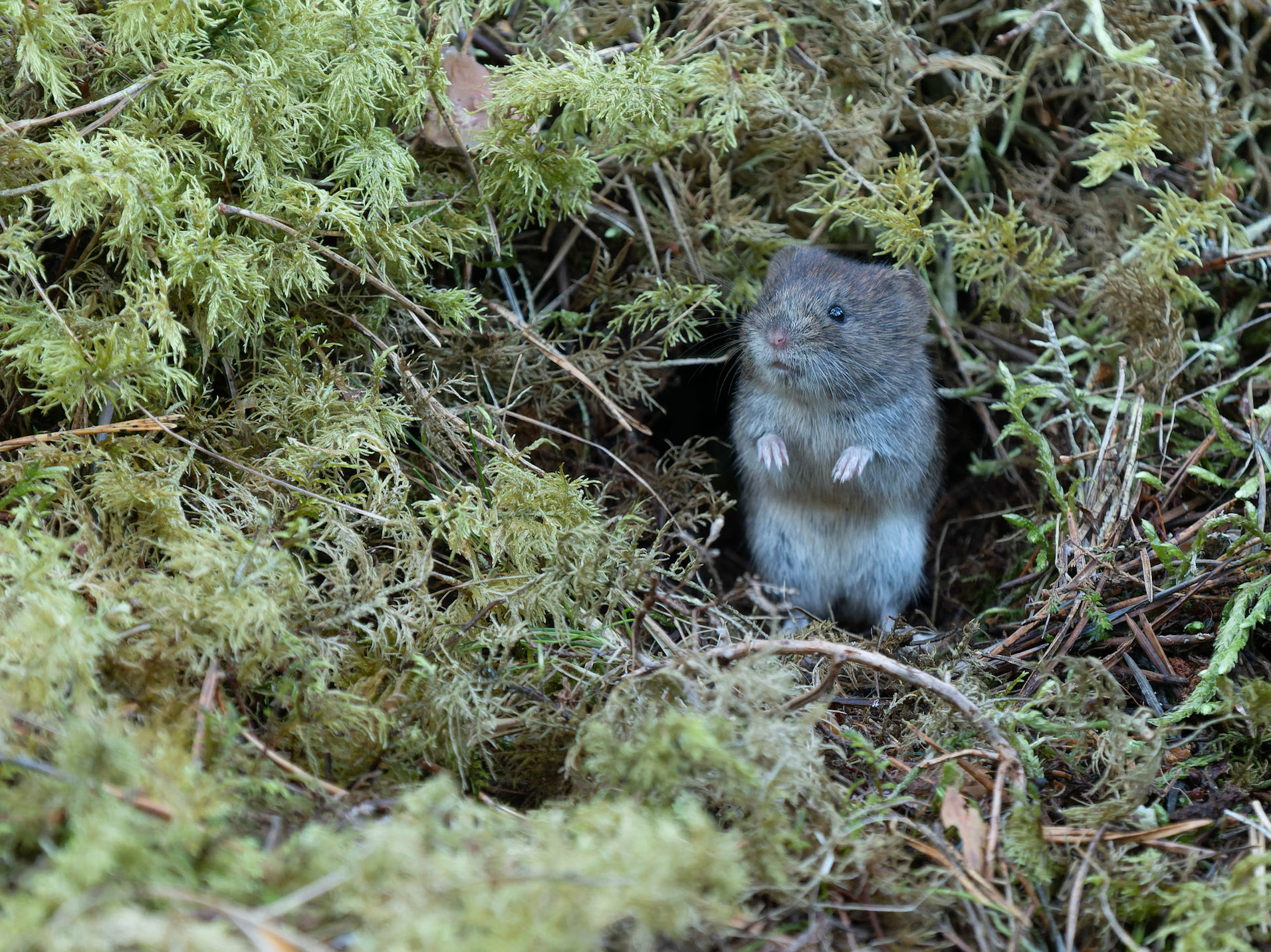 Bank Vole