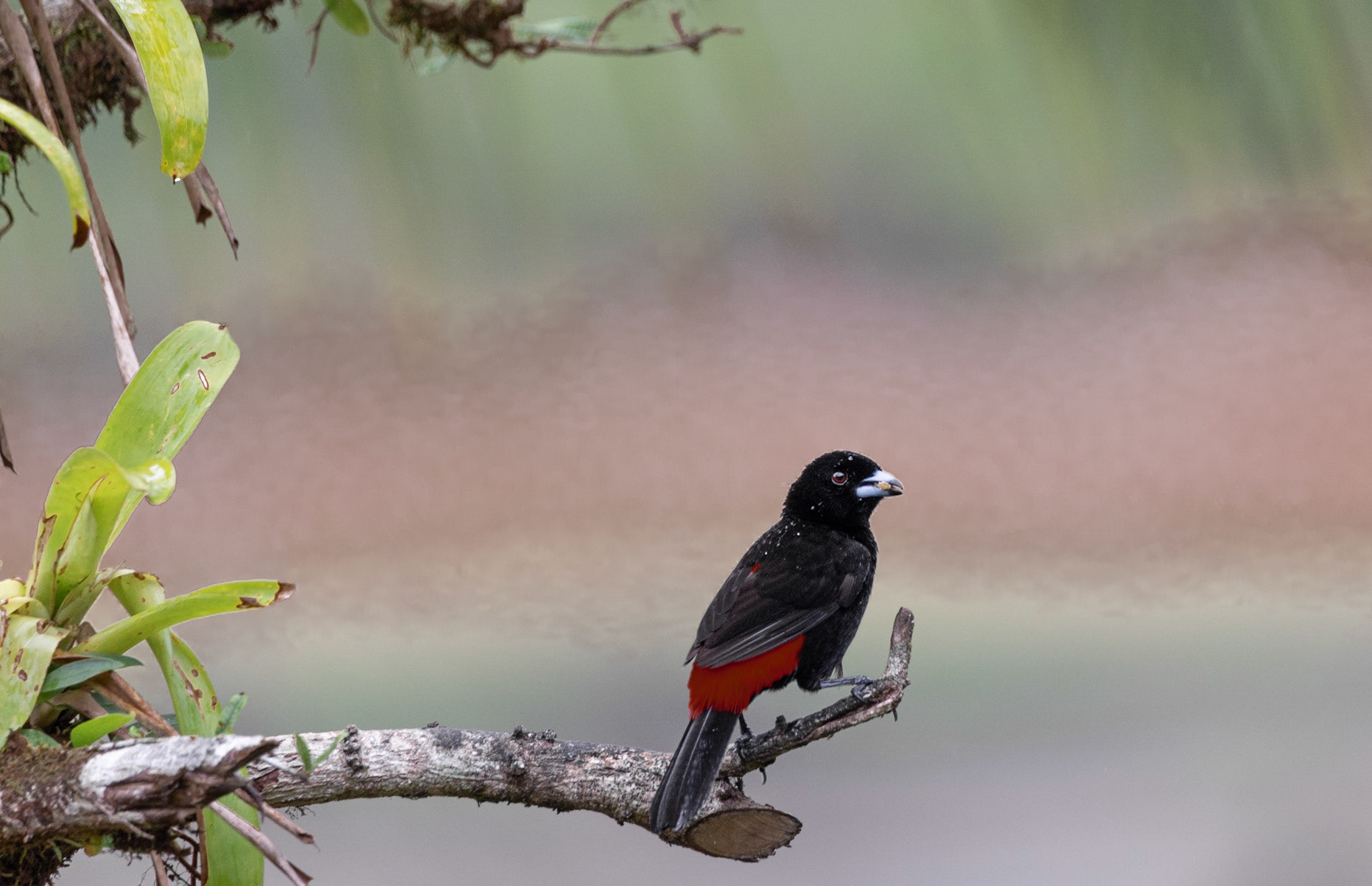 Passerini's Tanager (Ramphocelus passerinii)