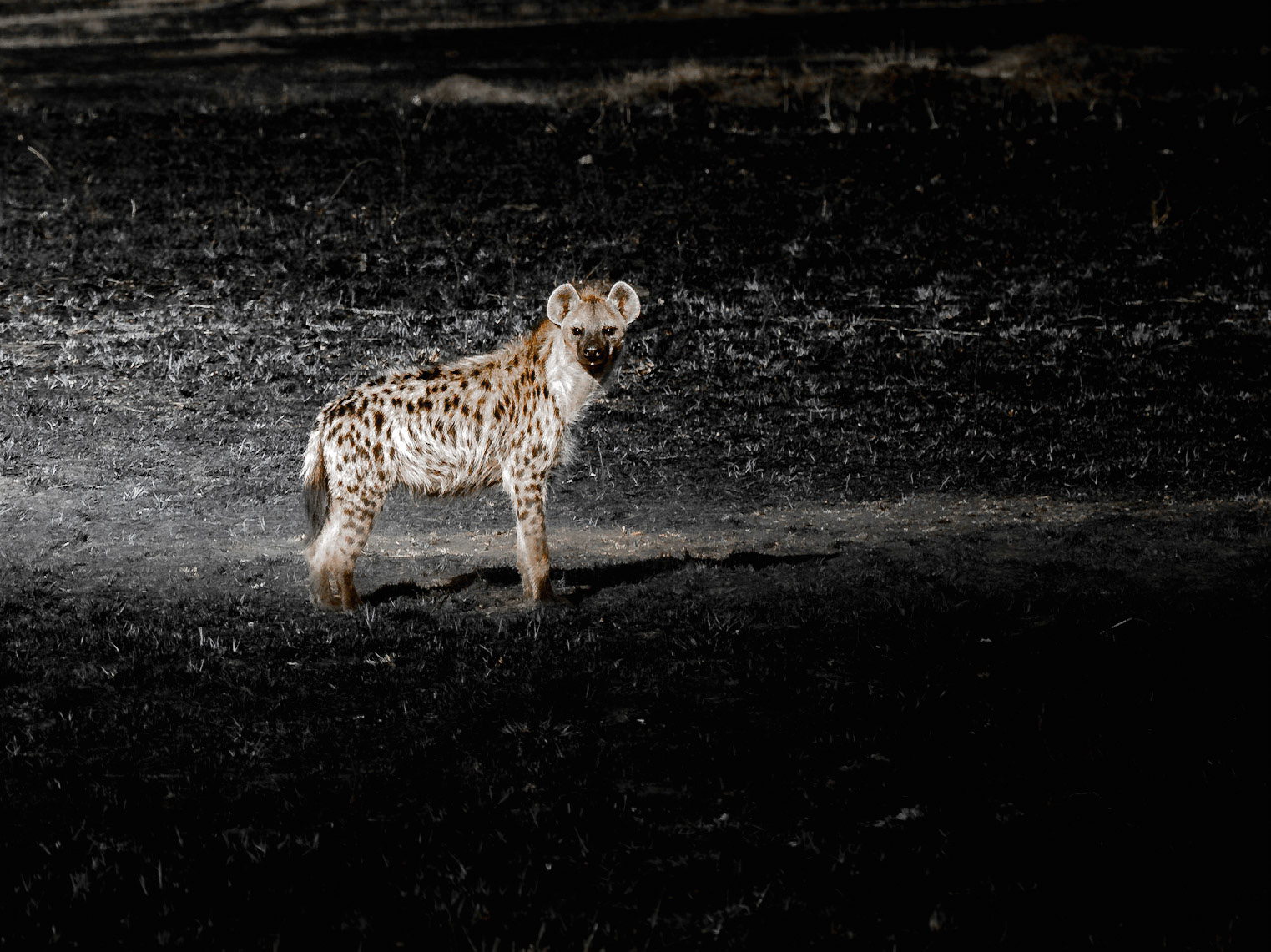 Hyena on black soil