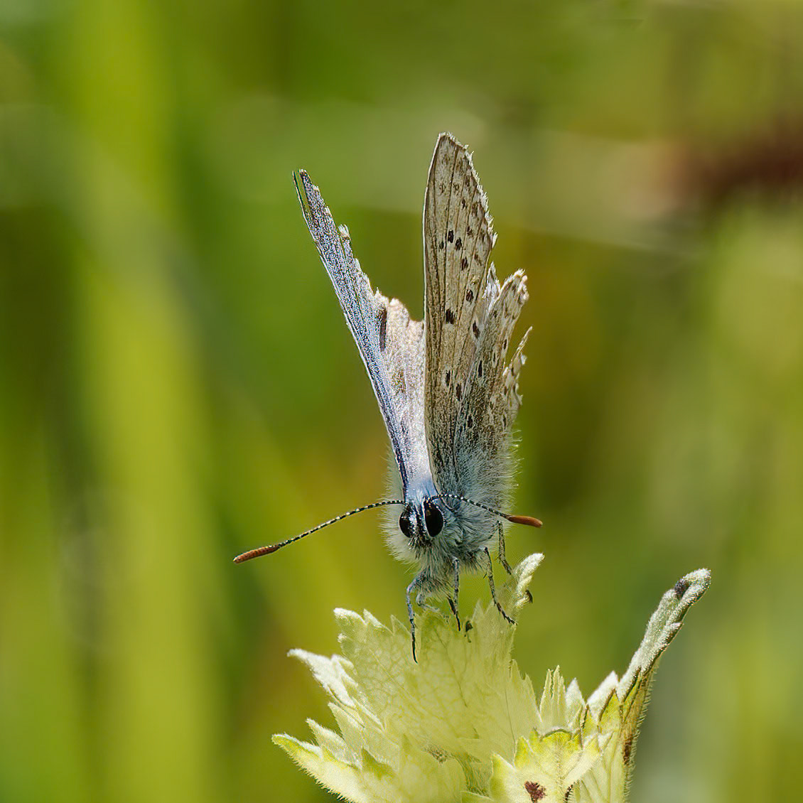 Blue on Yellow Rattle