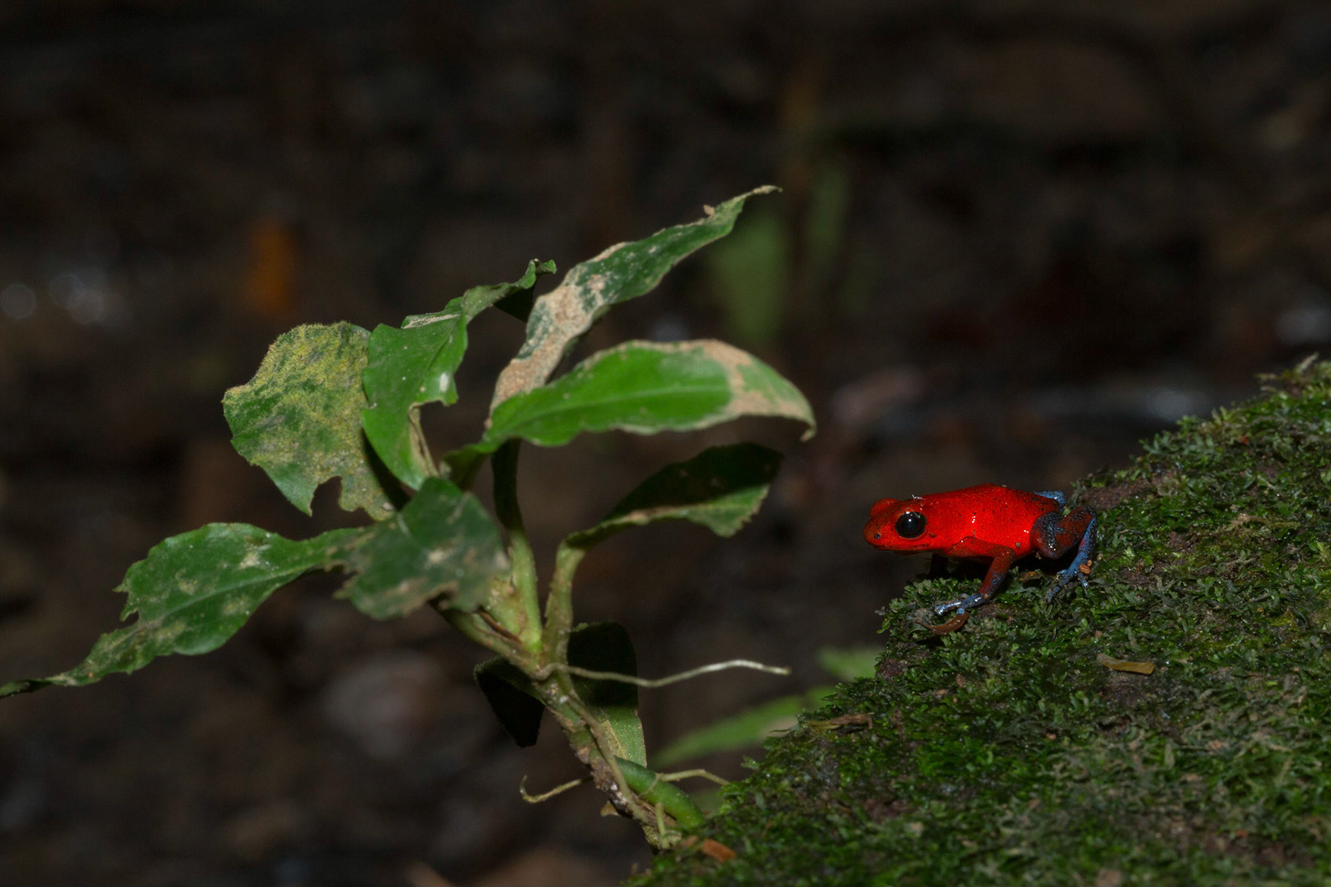 Blue Jeans Poison Dart Frog