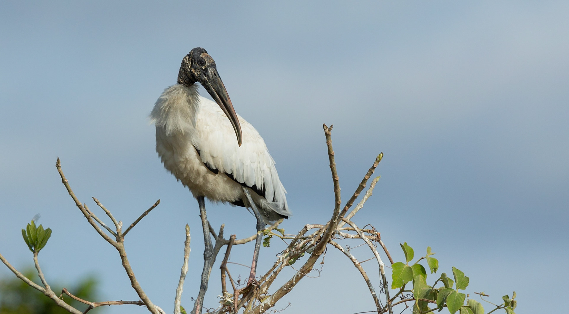 Wood Stork (Cabeca-seca)