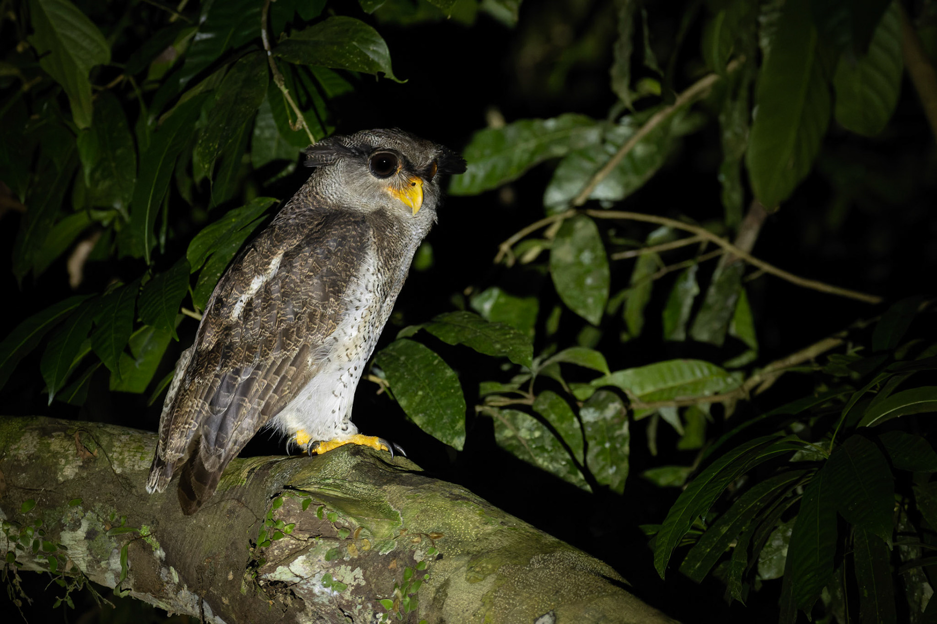 Barred Eagle Owl (Bubo Sumatrans)
