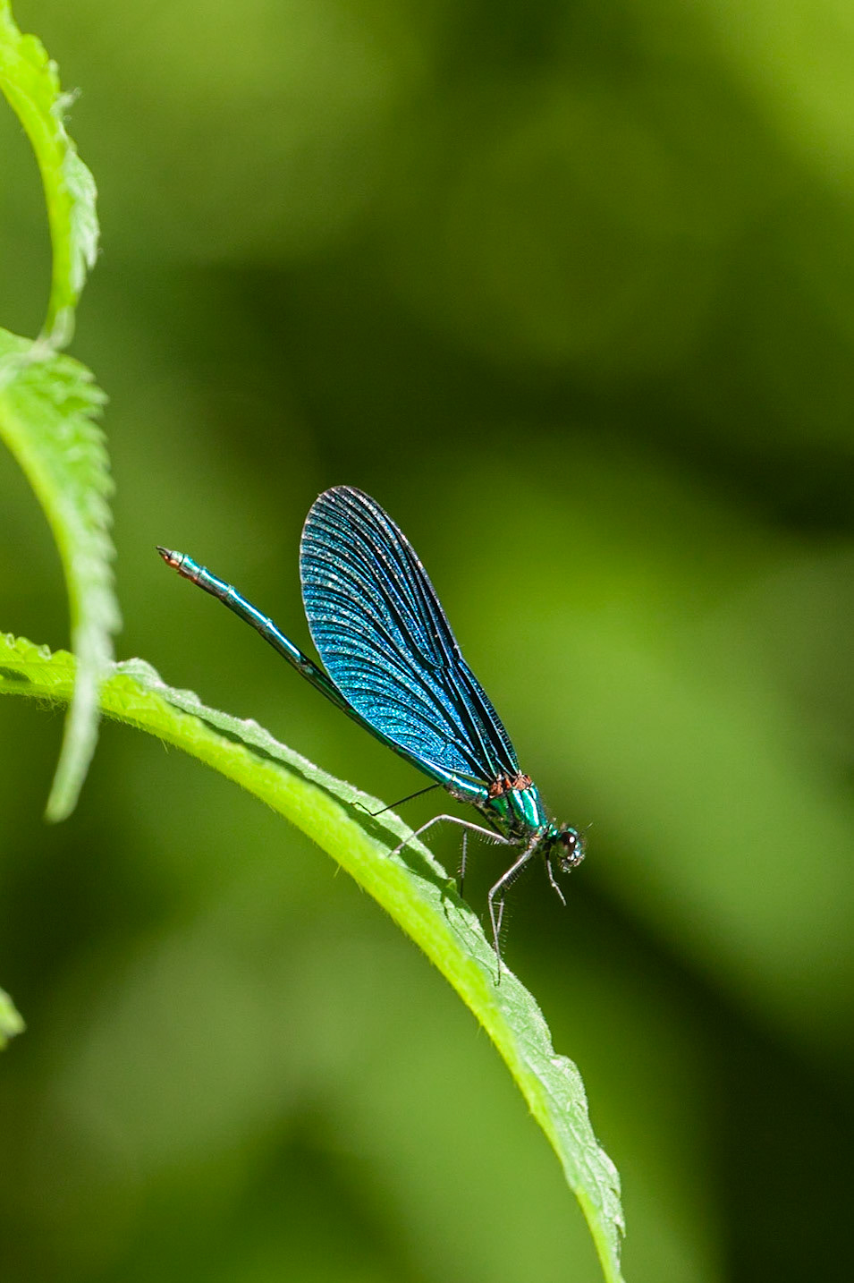Beautiful Demoiselle
