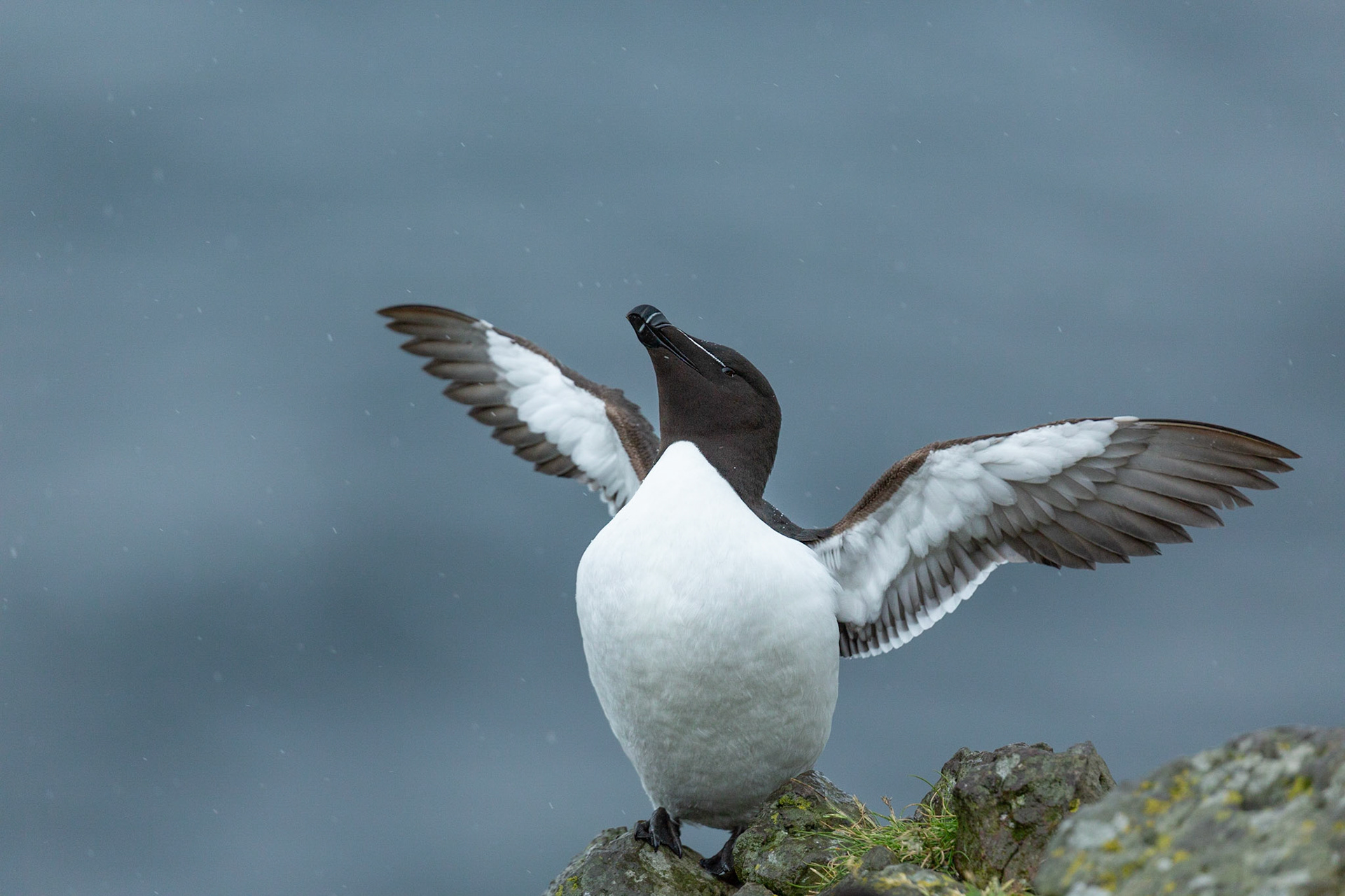 Razorbill in the rain