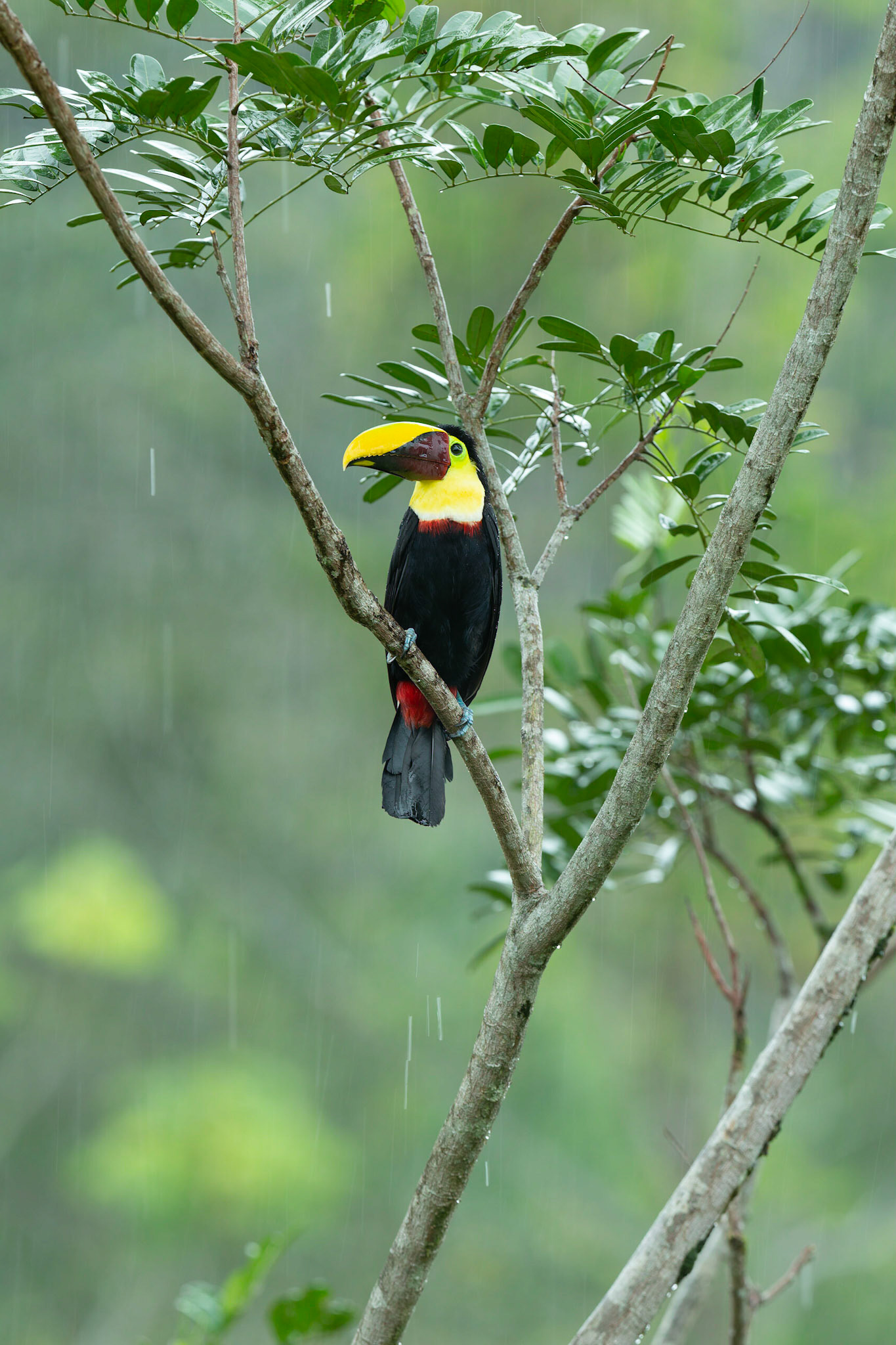 Chestnut Mandibled Toucan in the rain