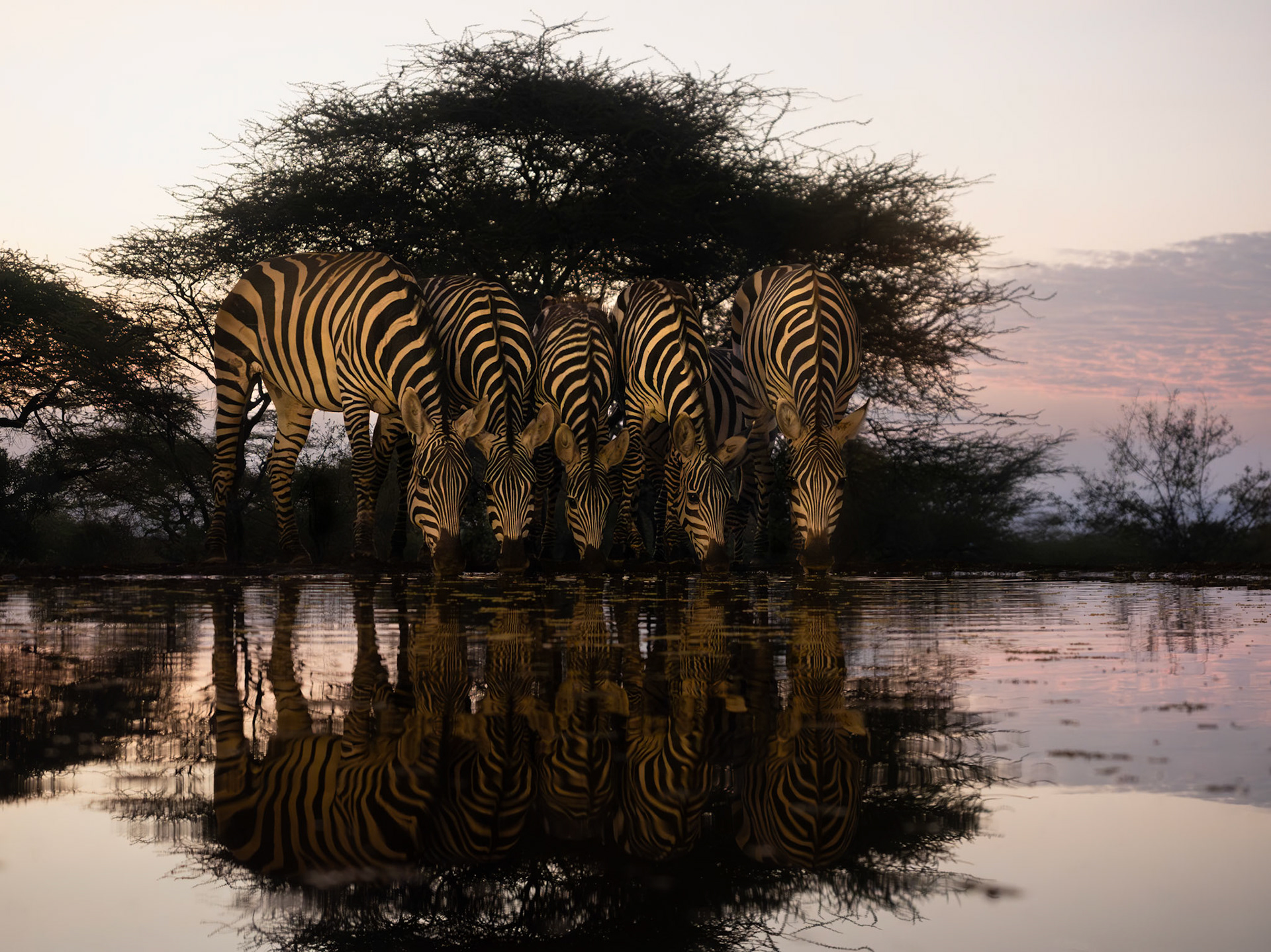 Zebra at Sunrise