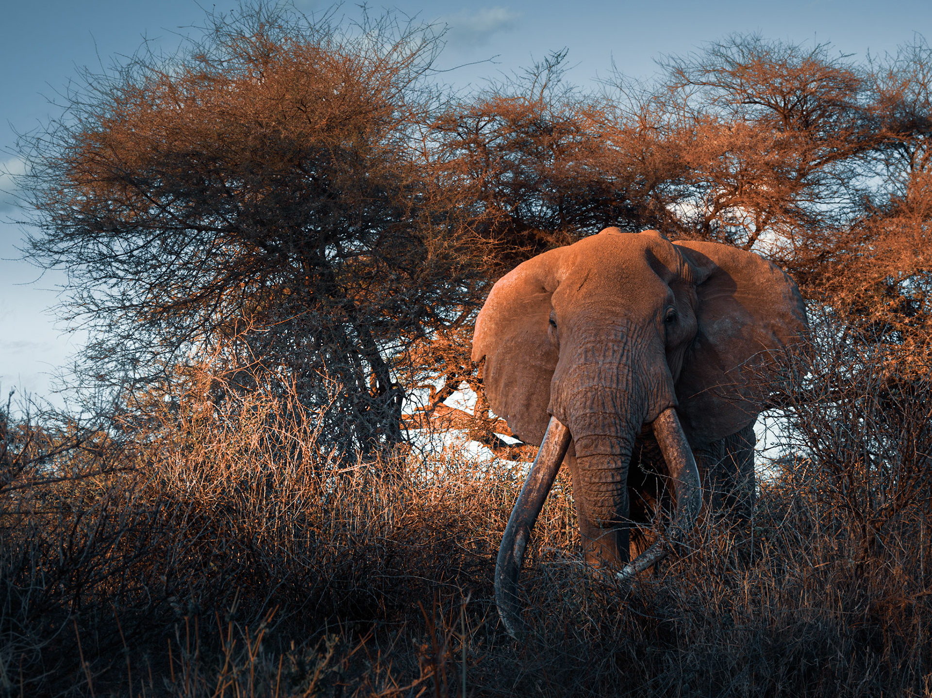 51 year old, Craig the super tusker