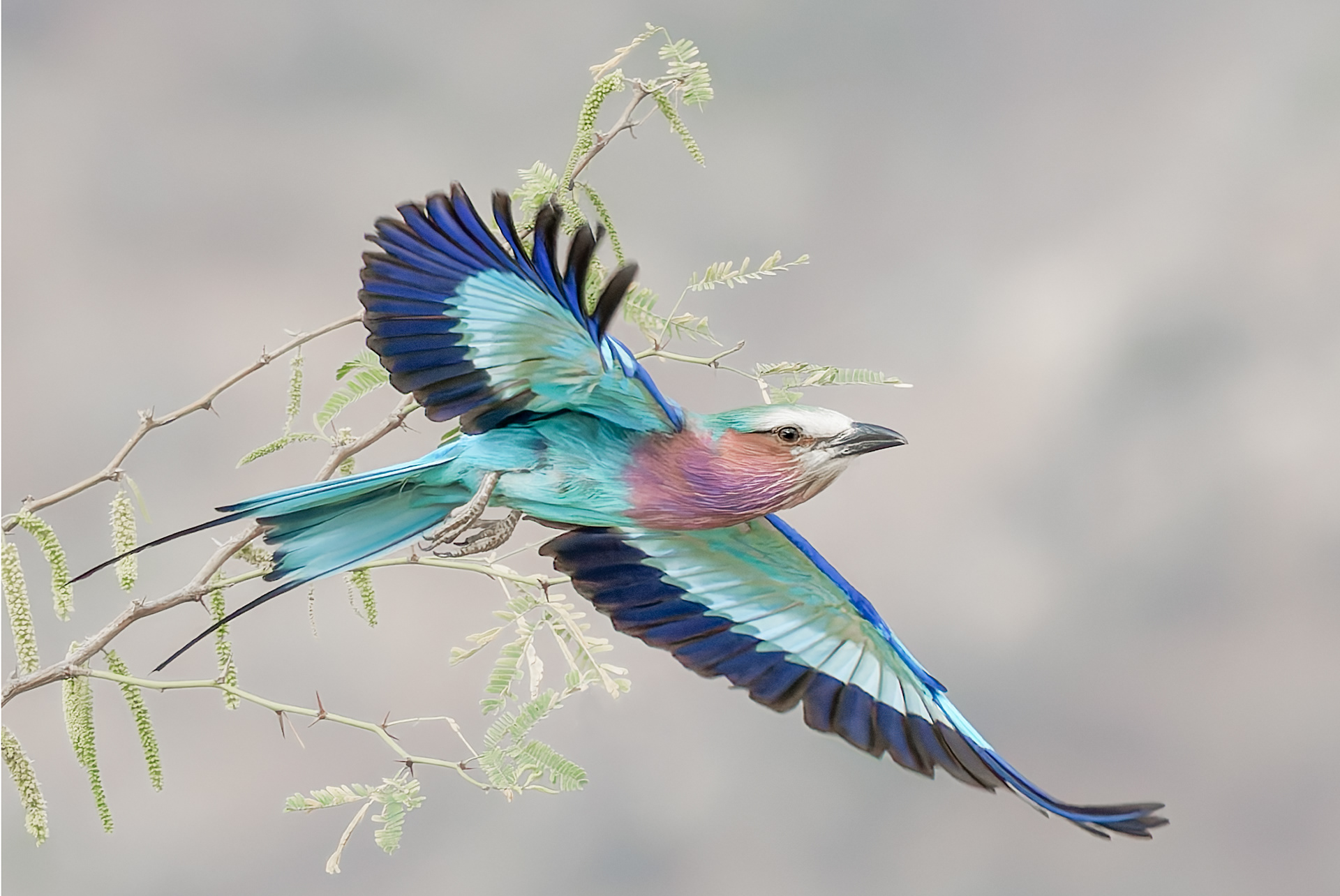 Lilac Breasted Roller