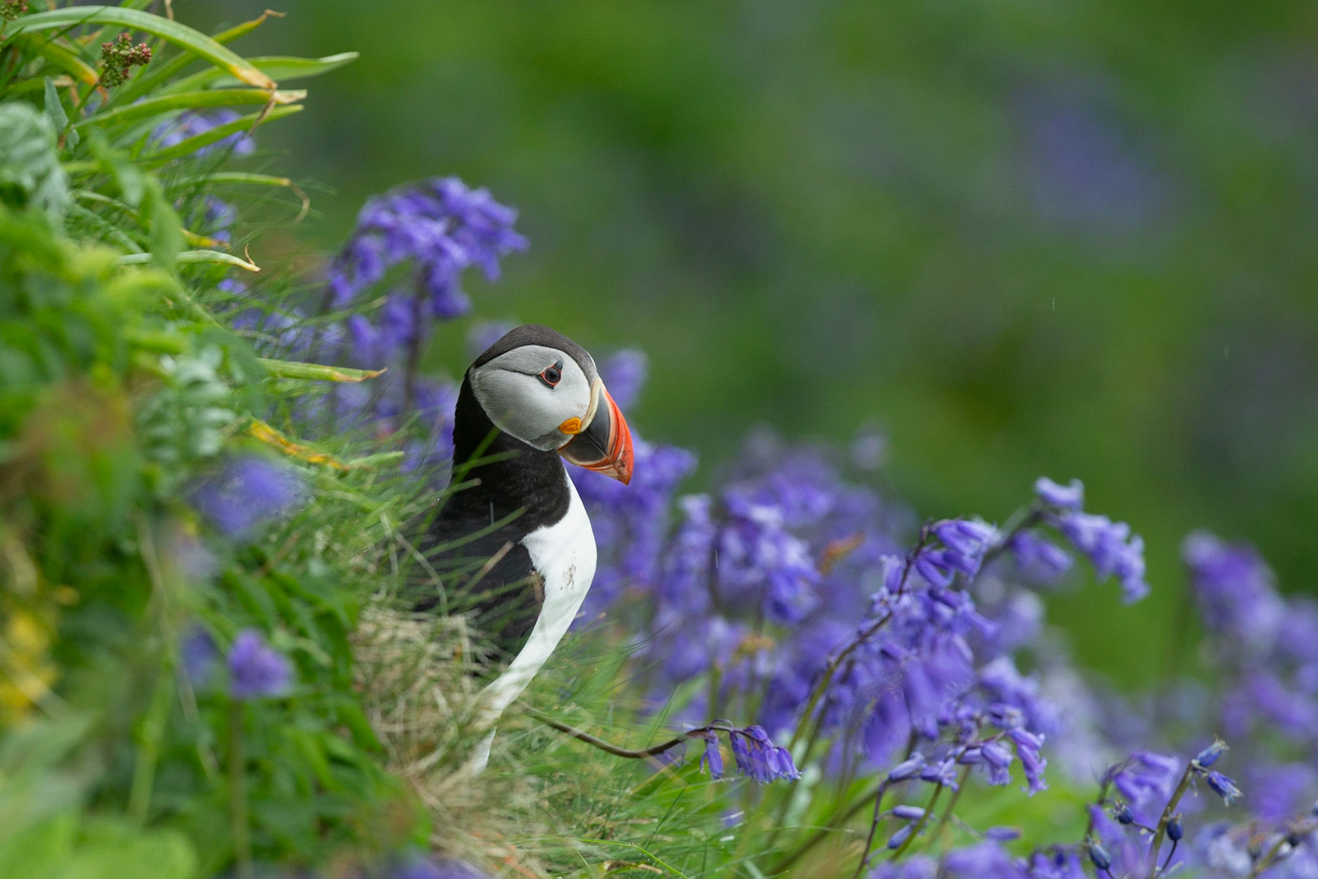 Atlantic puffin in bluebells 