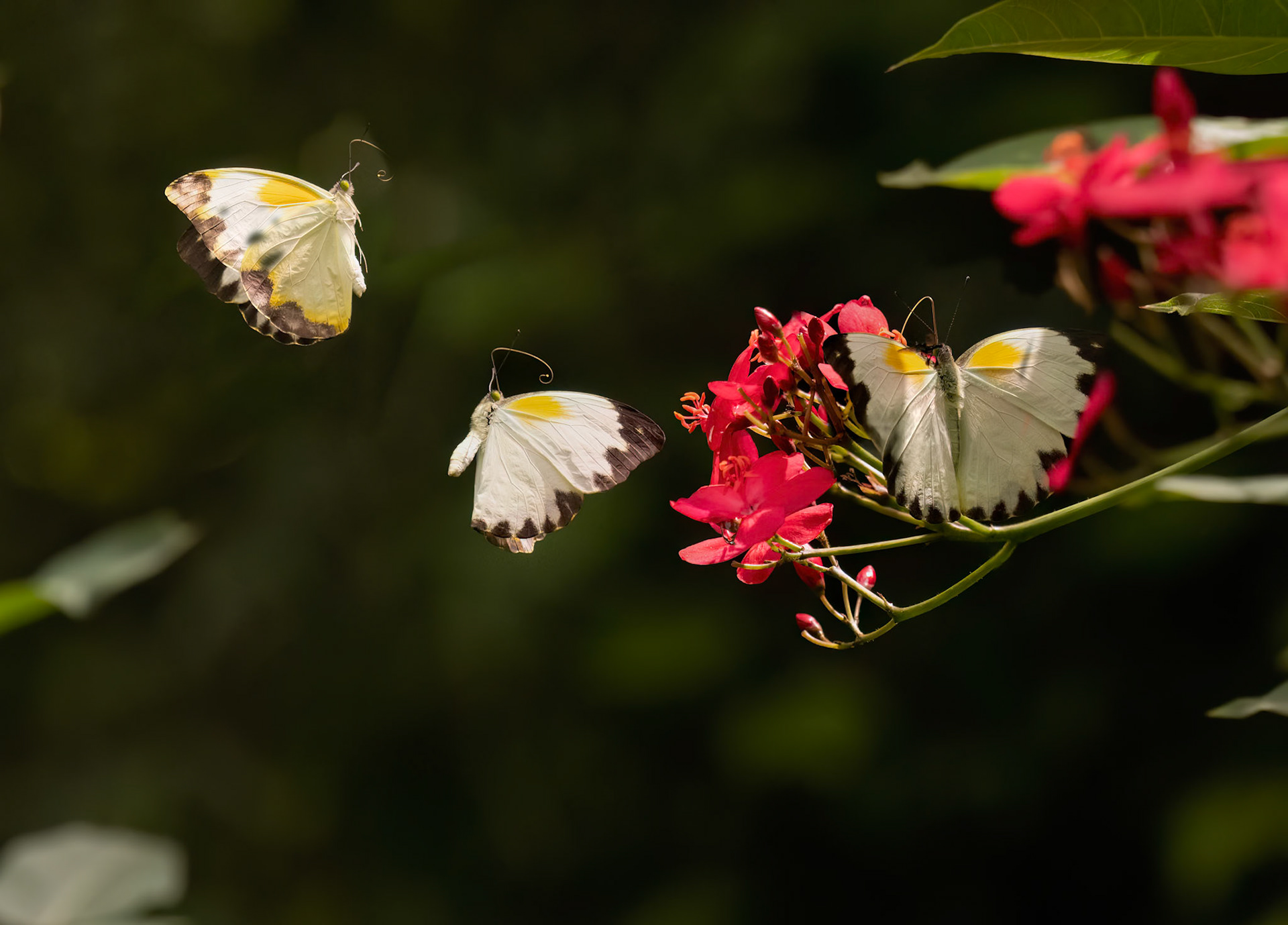 Flight Sequence of Large Vagrant