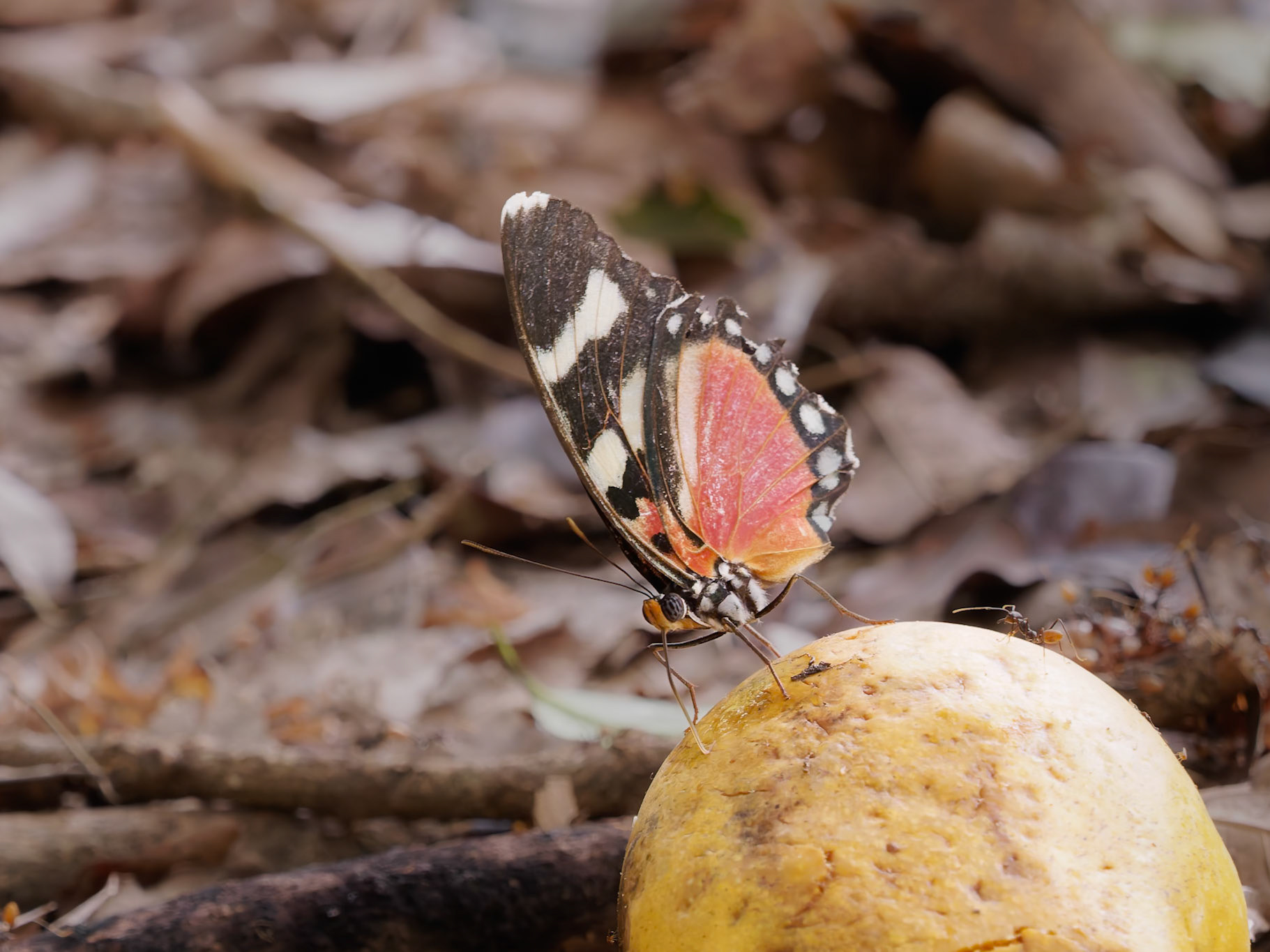 Perseis Mimic Forester, Euphaedra perseis, Nymphalidae family