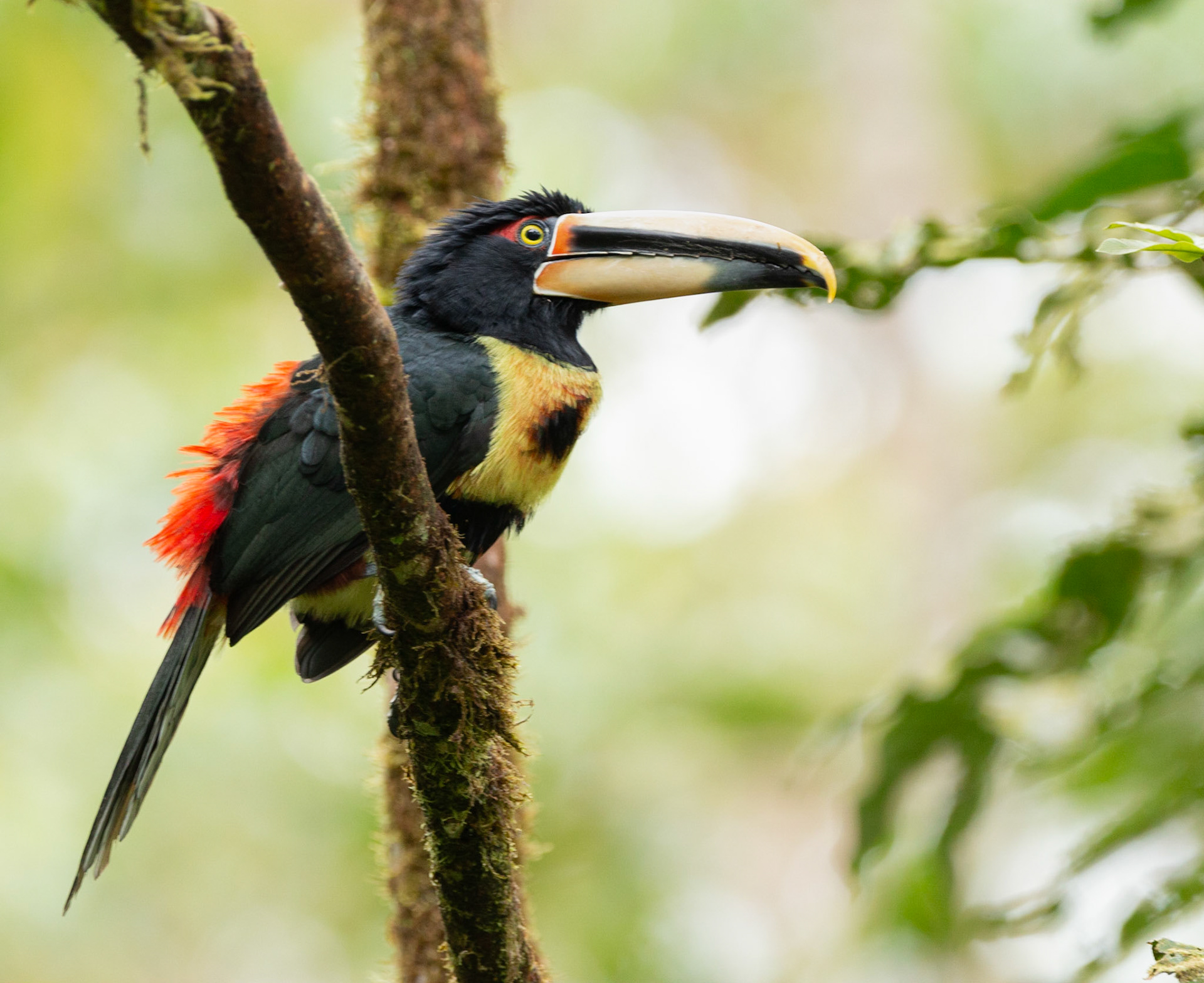 Pale mandibled Aracari