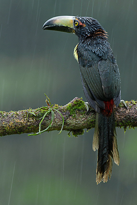 Collared Aracari in the rain (Pteroglossus torquatus)