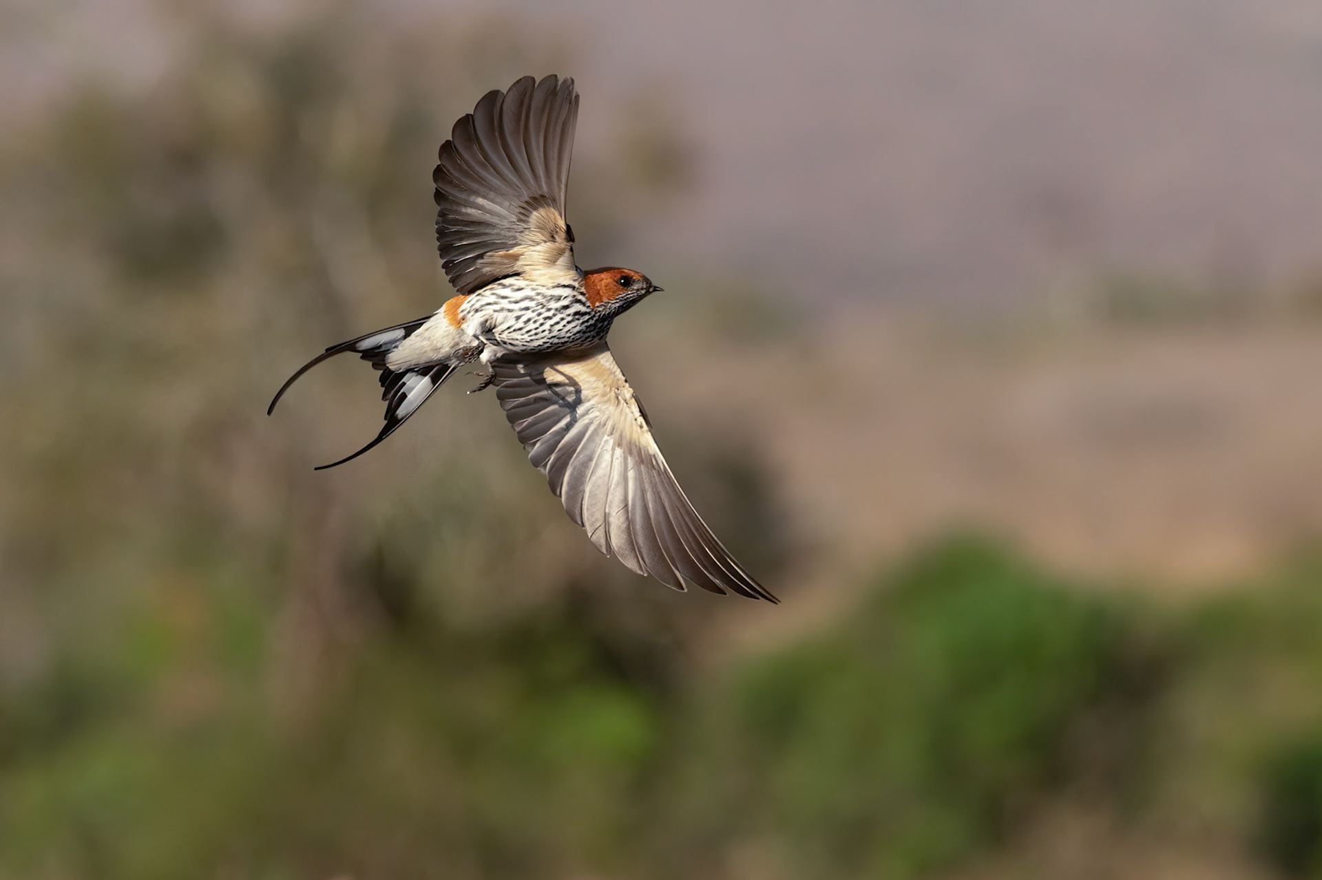 Lesser Striped Swallow