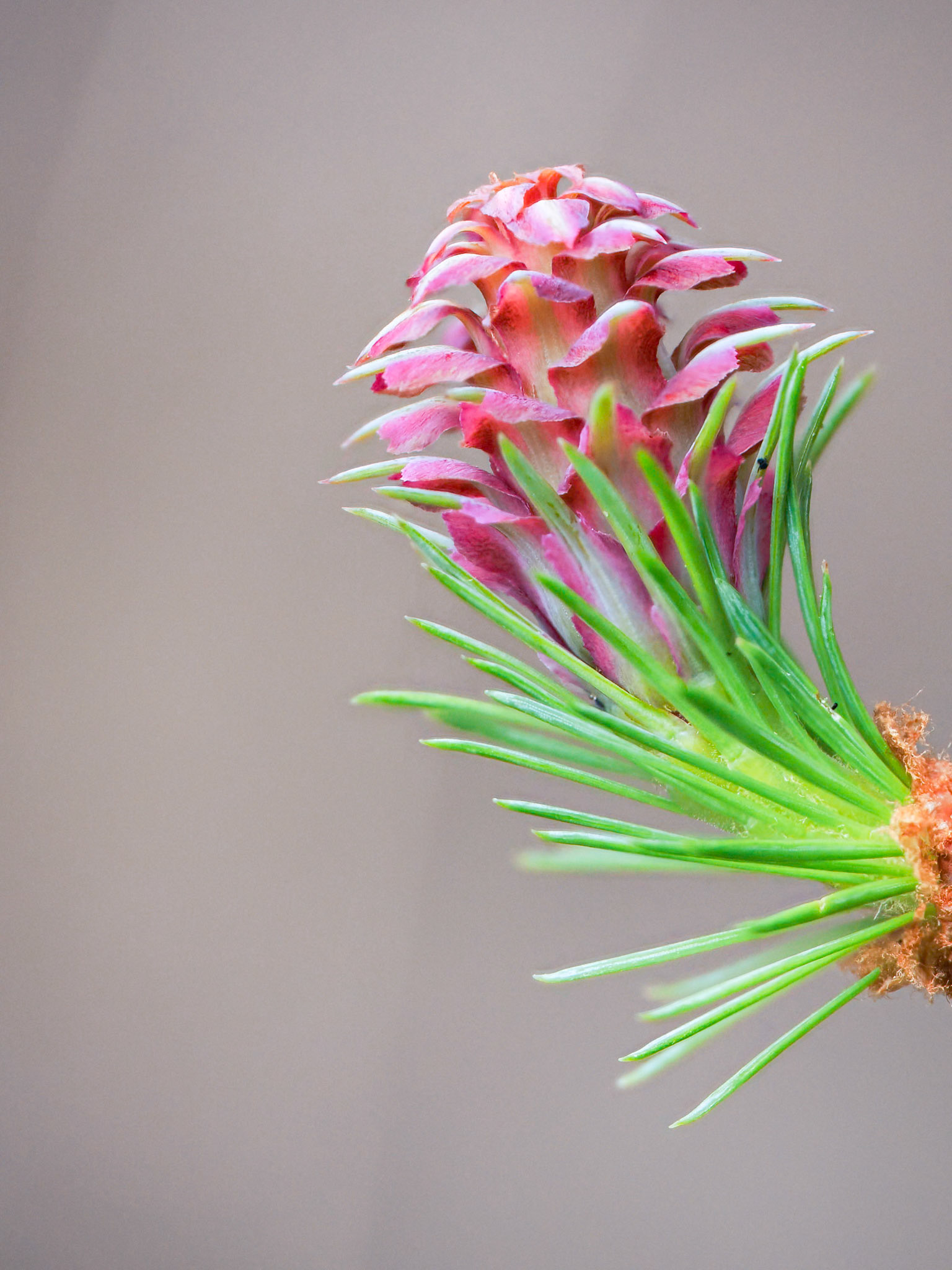 Flower of Larch TREE