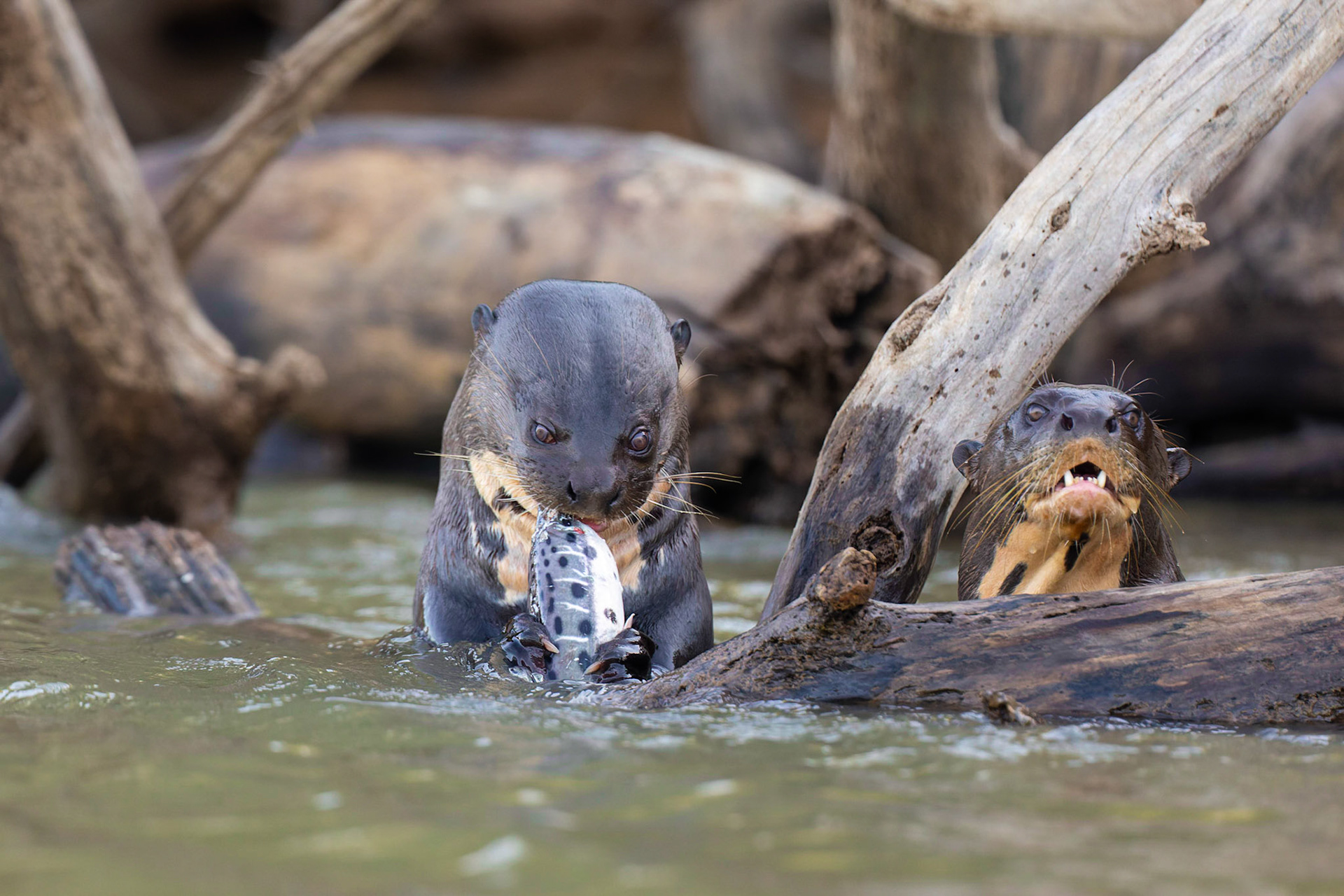 Giant River Otter feeding