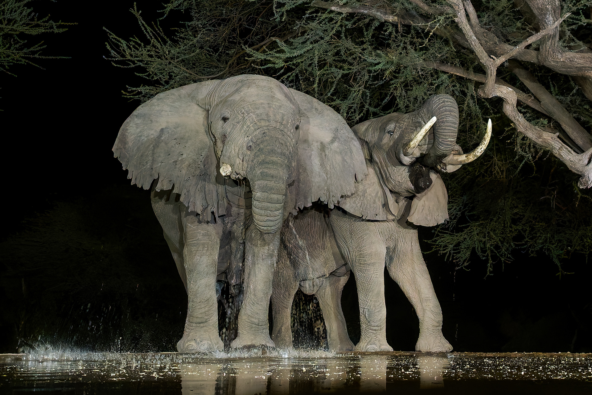 Bull Elephants drinking