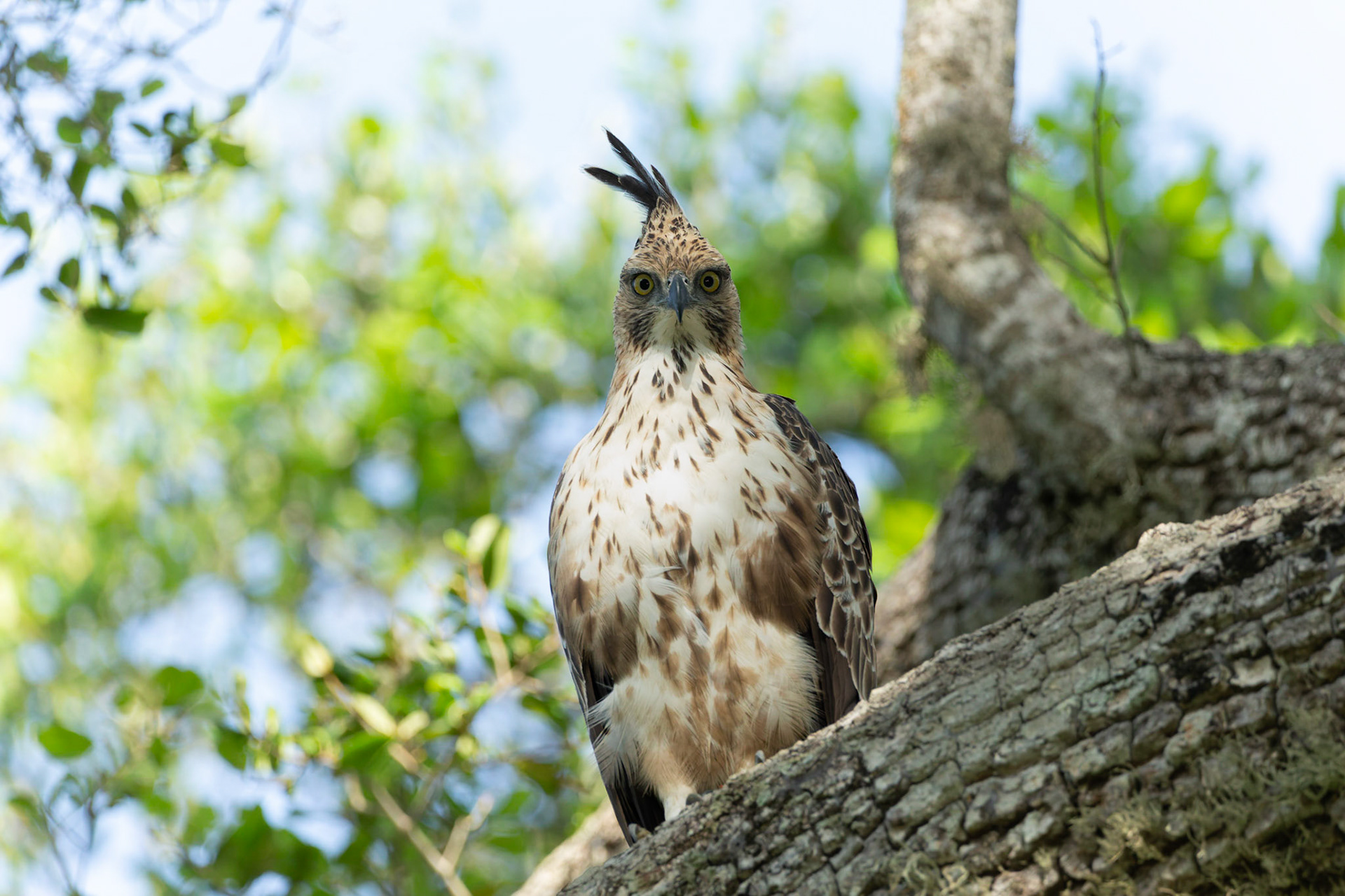 Crested Hawk Eagle ( Nisaetus cirrhatus)