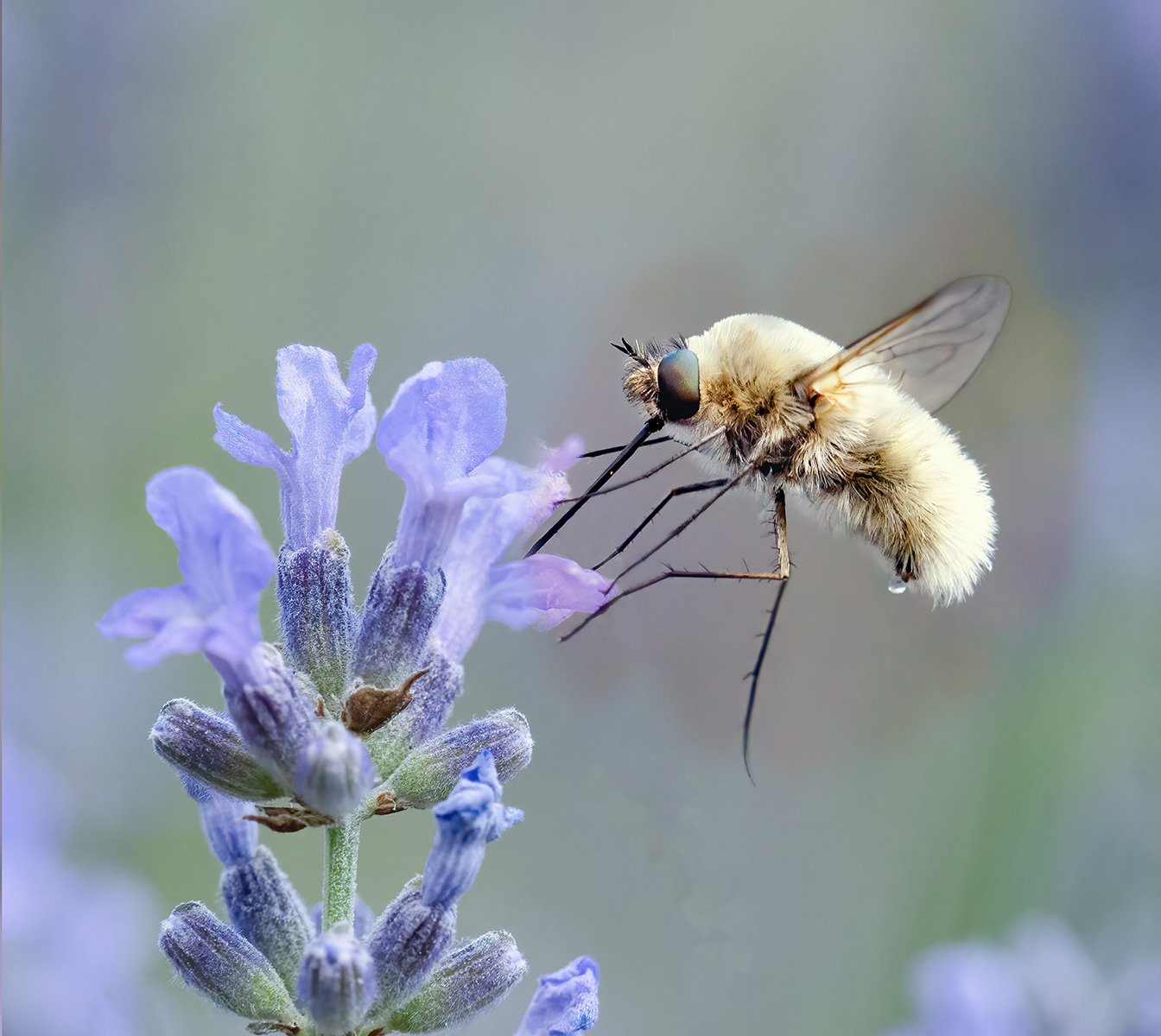 Beefly at Lavender