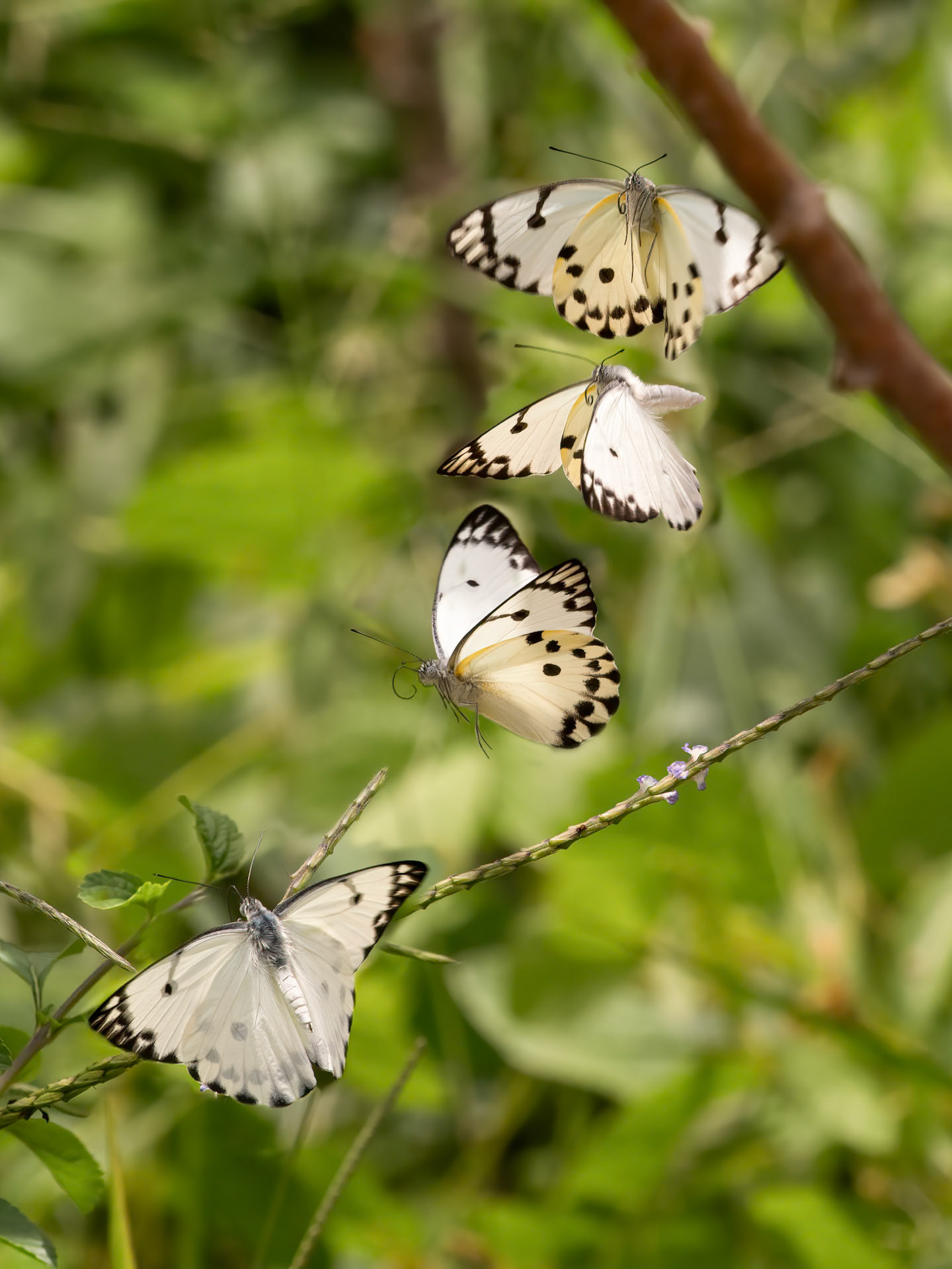Calypso Caper White, Belenois calypso, Pieridae family