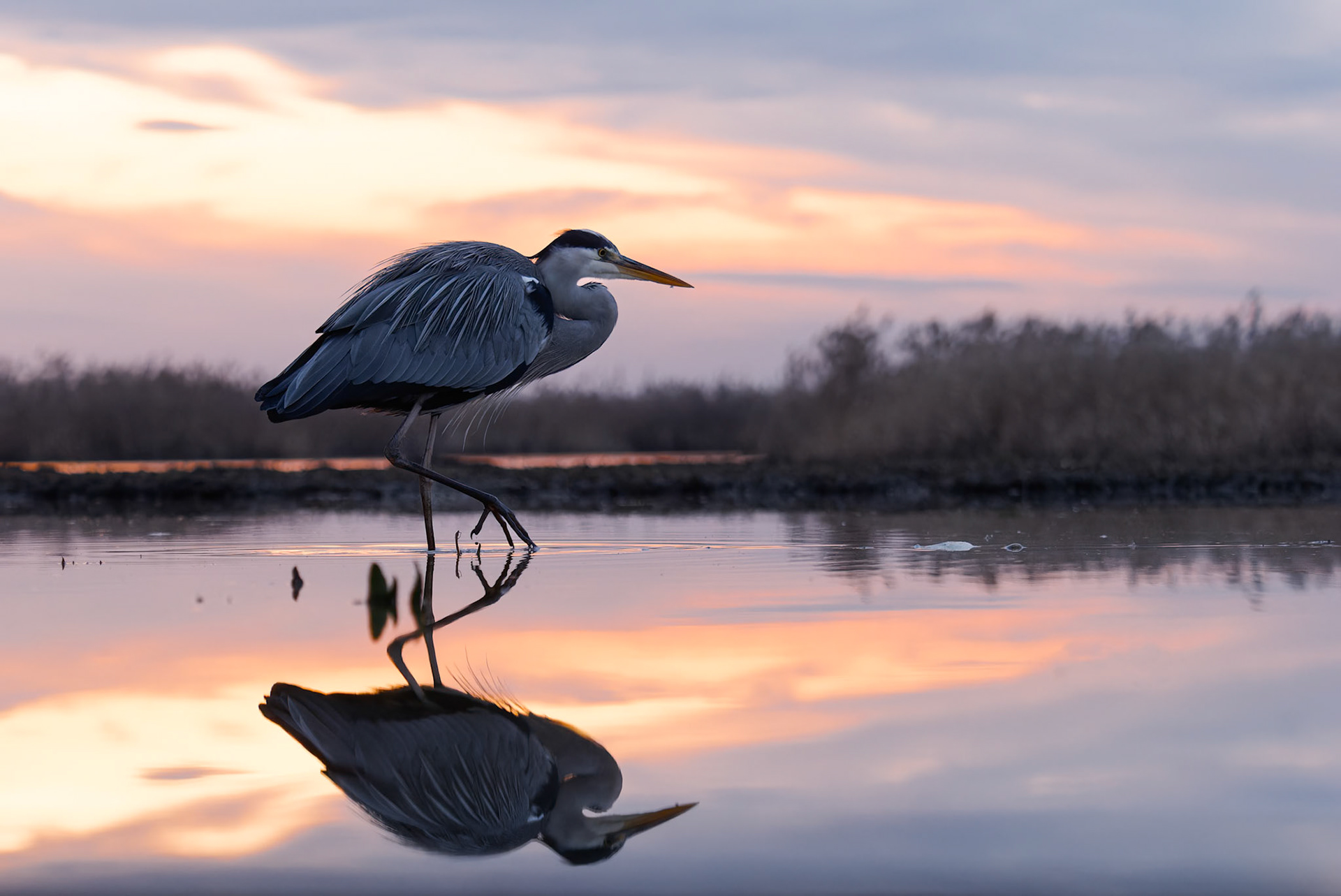 Grey Heron at Sunset