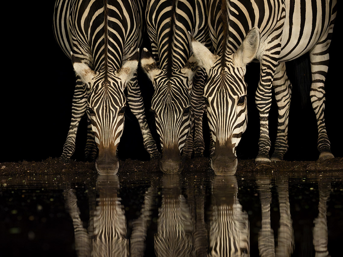 Zebra