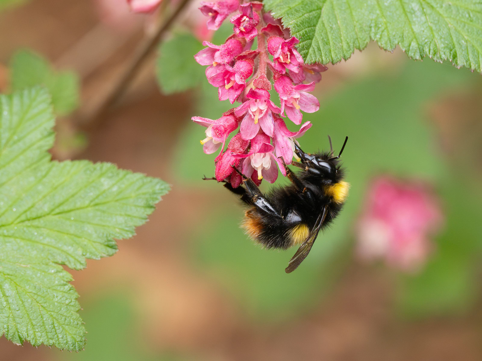 Bee on Red Currant bush