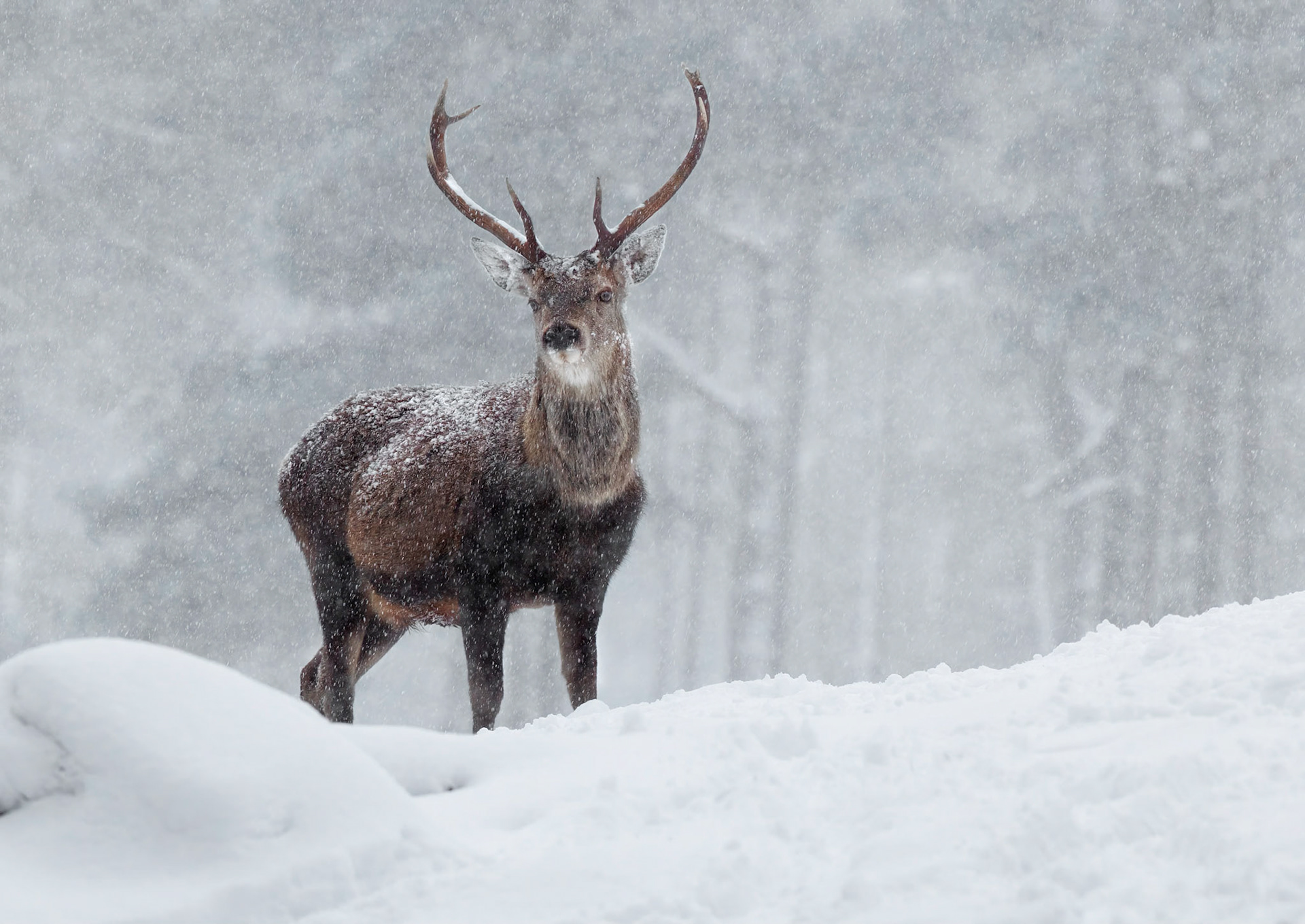 Red Deer Stag