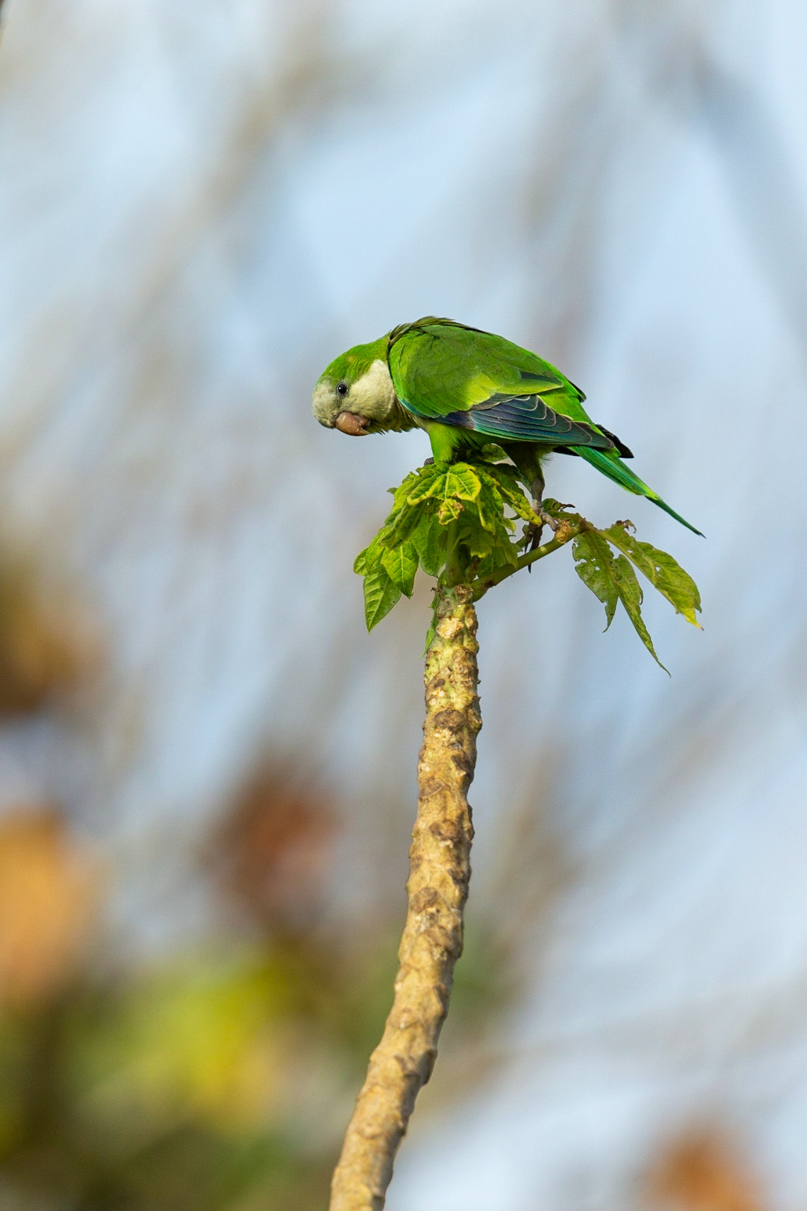 Monk Parakeet