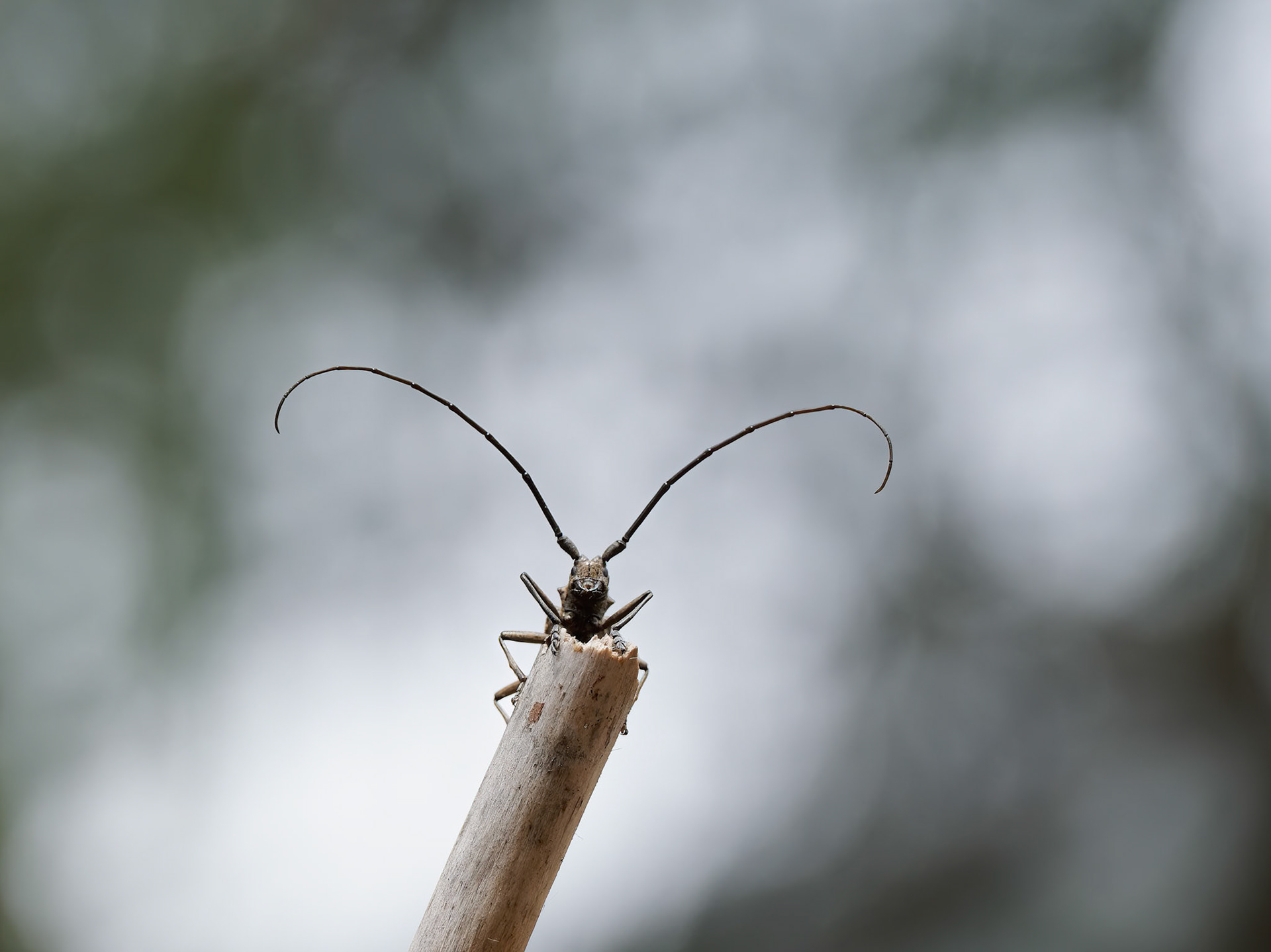 Longhorn Beetle aka Pine Sawyer Beetle
