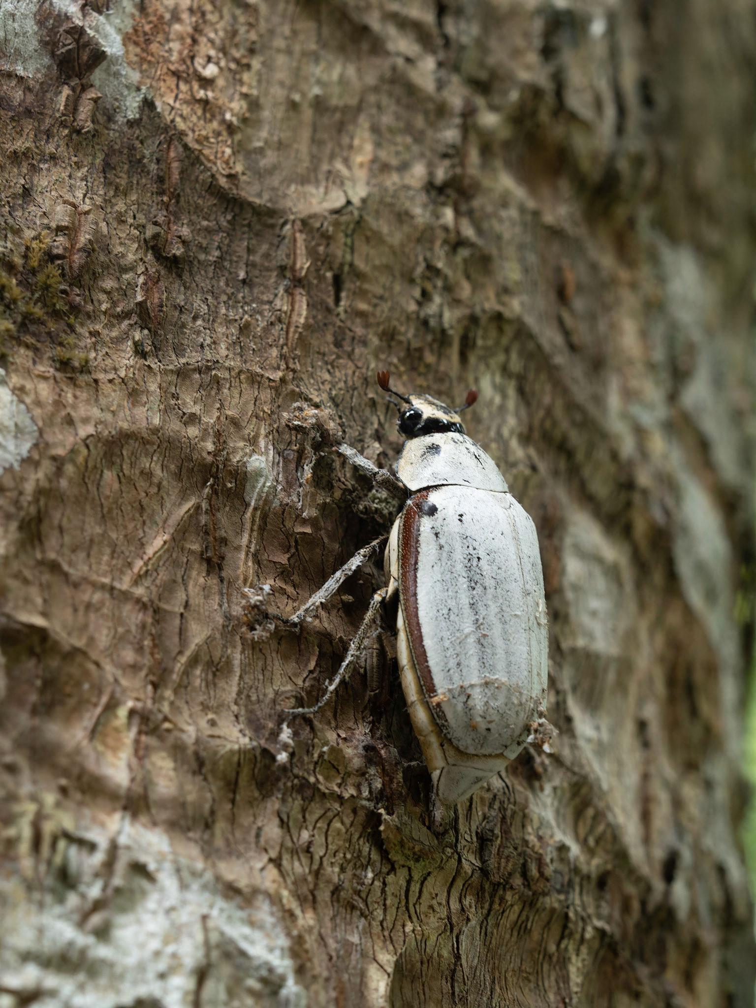 Cockchafer Beetle
