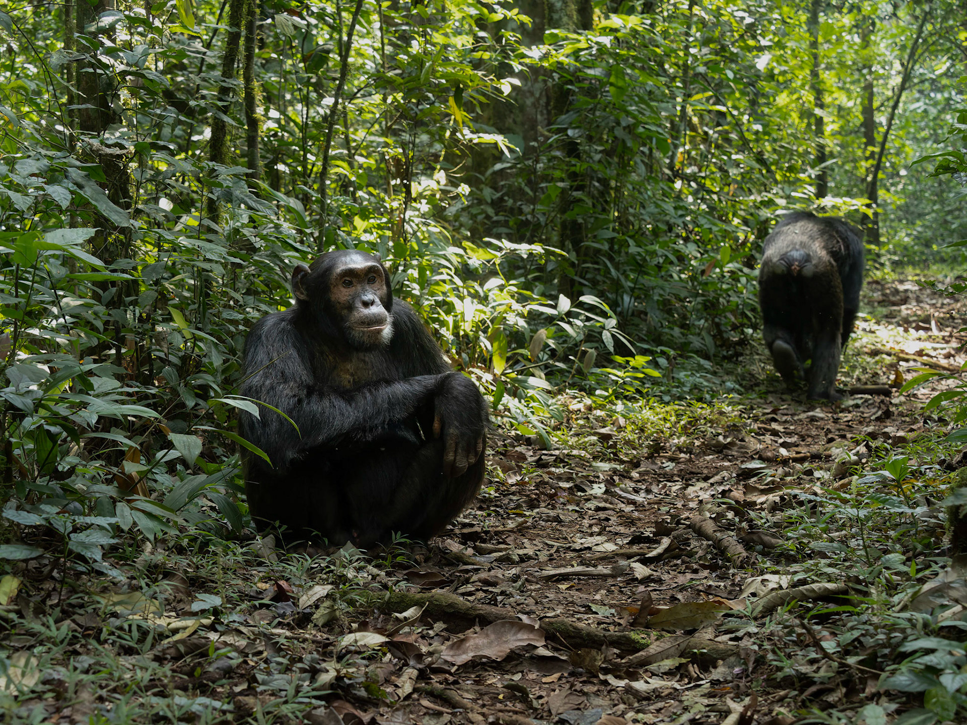 Wild Chimpanzees